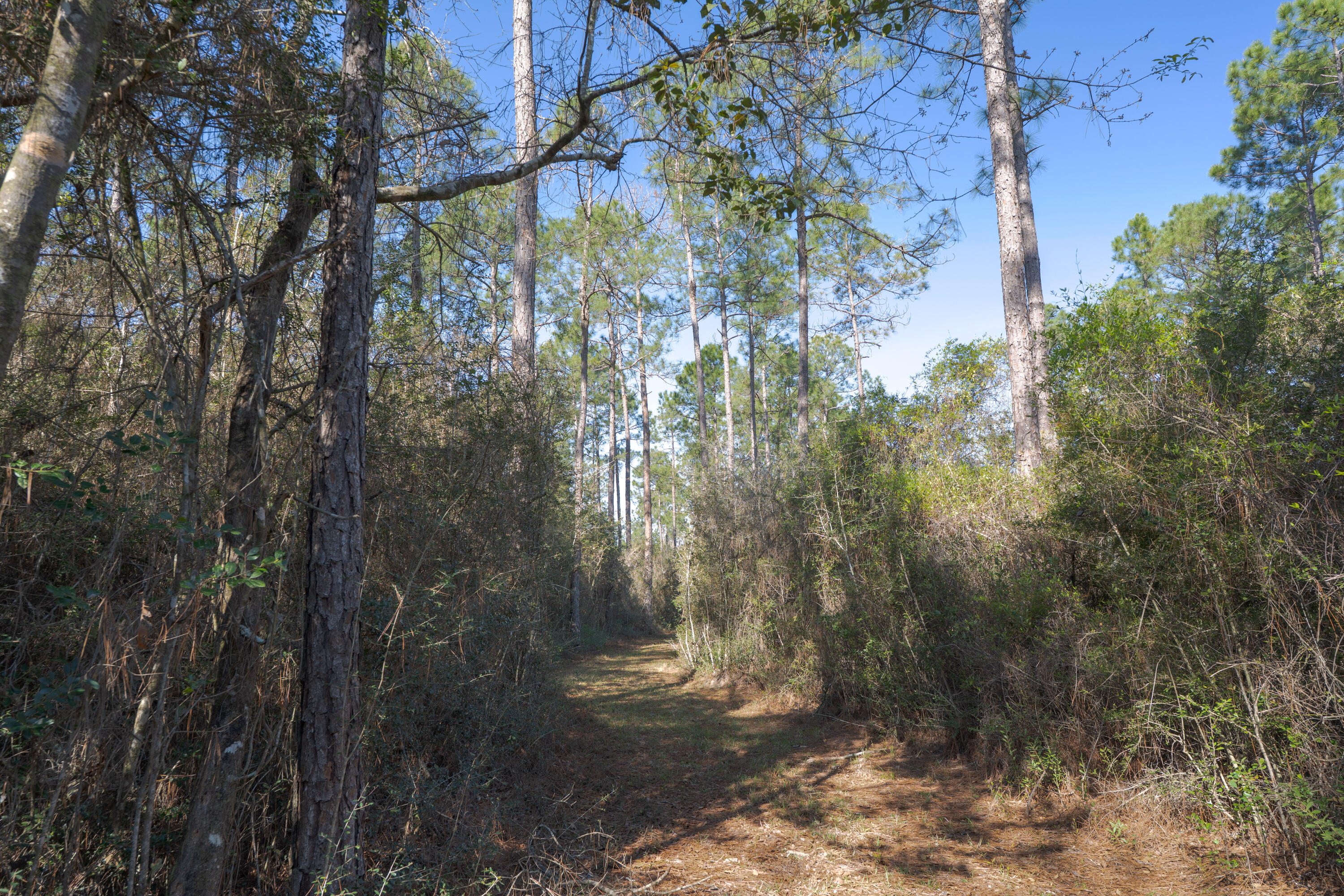 WALTON PLANTATION - Residential