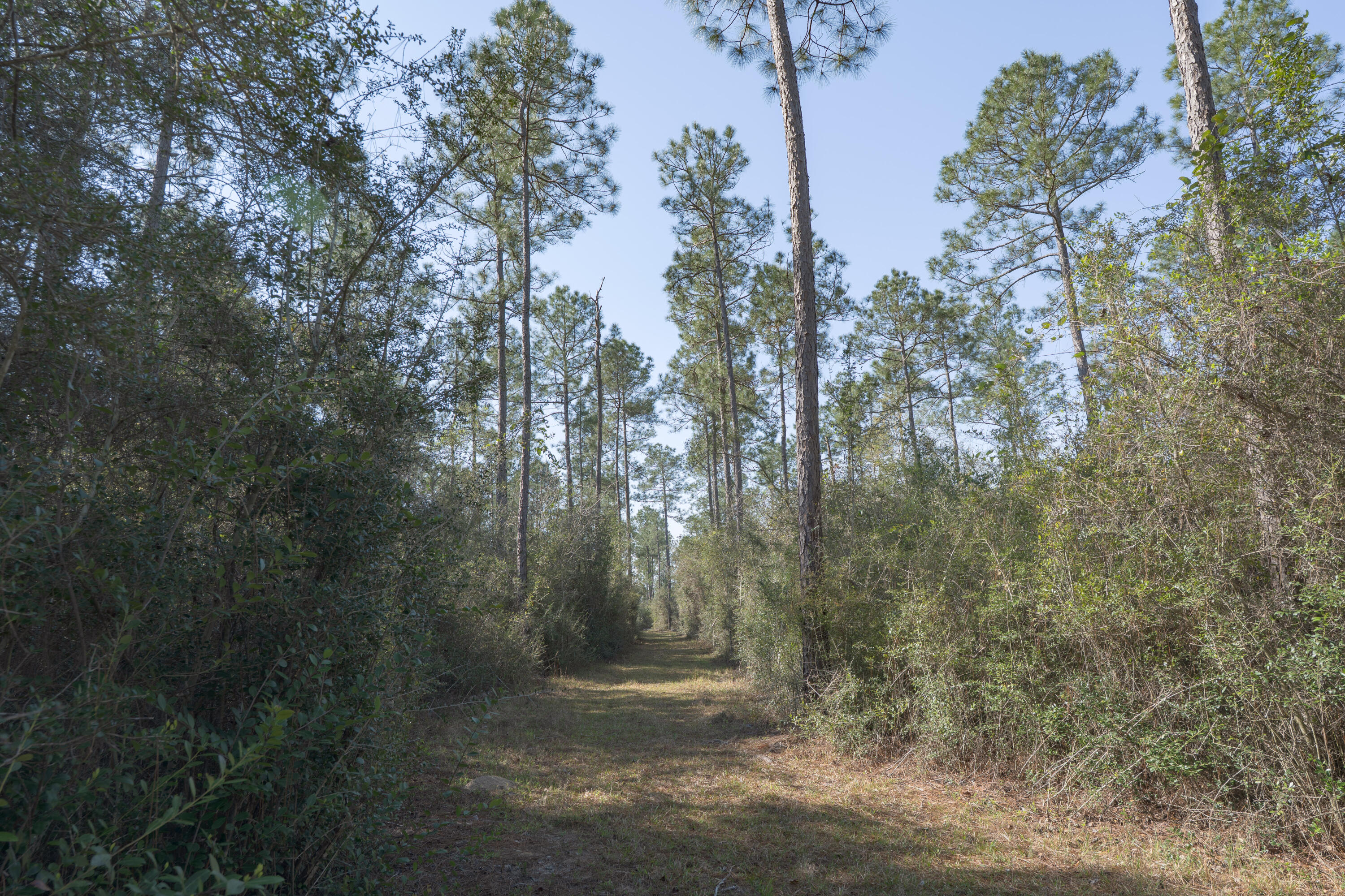 WALTON PLANTATION - Residential