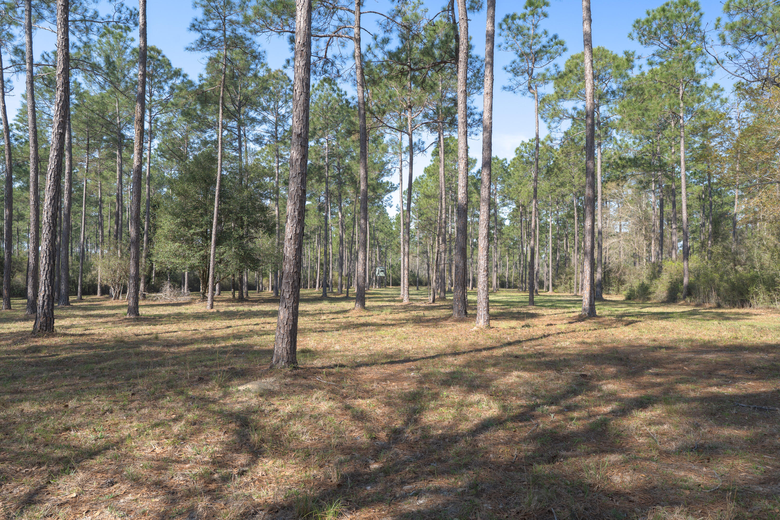 WALTON PLANTATION - Residential
