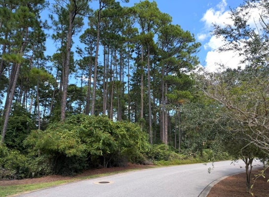 1 COX RD, SANTA ROSA BEACH, FL 32459 - Image 85643b9e348dd384dc50be3f25fb6aa3/2108499993