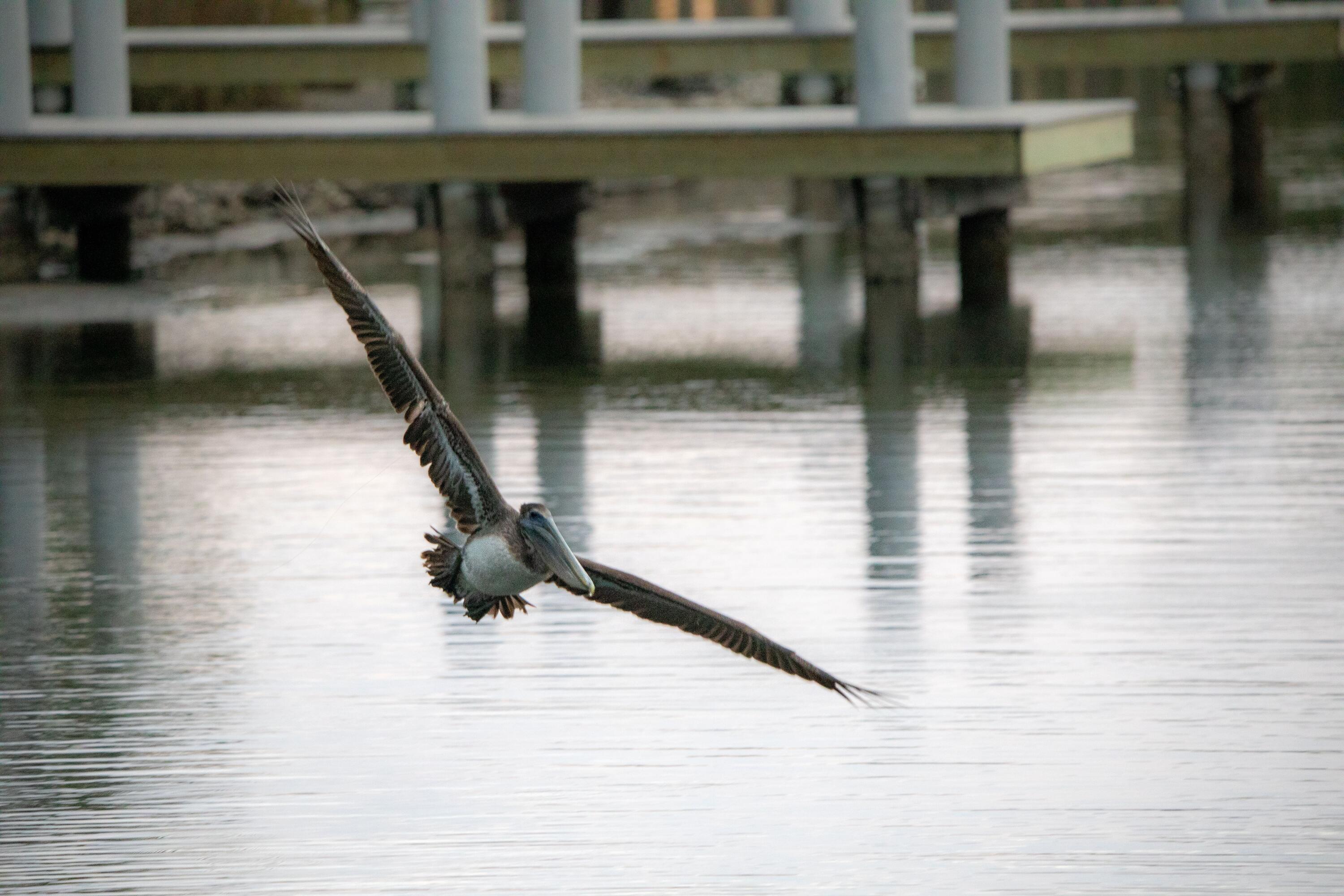 CESSNA LANDING - Land