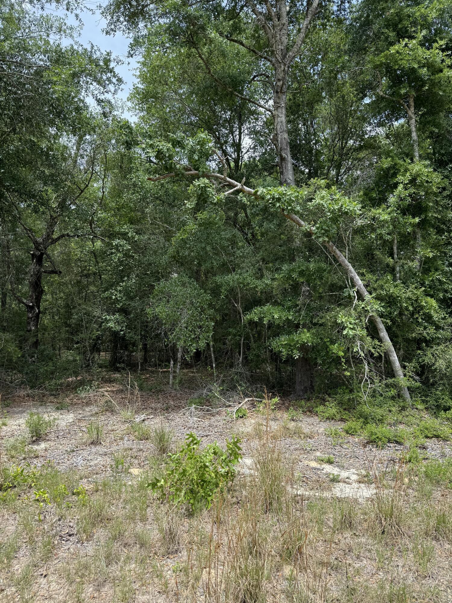 Pinetree S/D ALL BLK 33 - Land