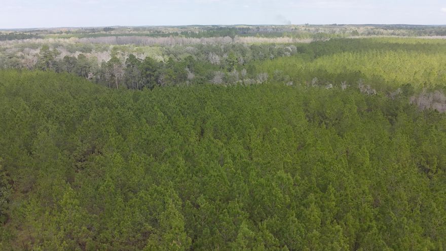 Dream Location for Country Living or Hunters Paradise either way you won't want to miss this opportunity! This Beautiful 37+/- Acres of prime land has so much to offer,Planted Pine- young pines. Bring your build plans, hunting gear, Horses and ATVS LOCATION LOCATION!!!! This Property has Easy Access to Panama City Beaches I-10, Hwy 79, and Hwy 90.Additional land available