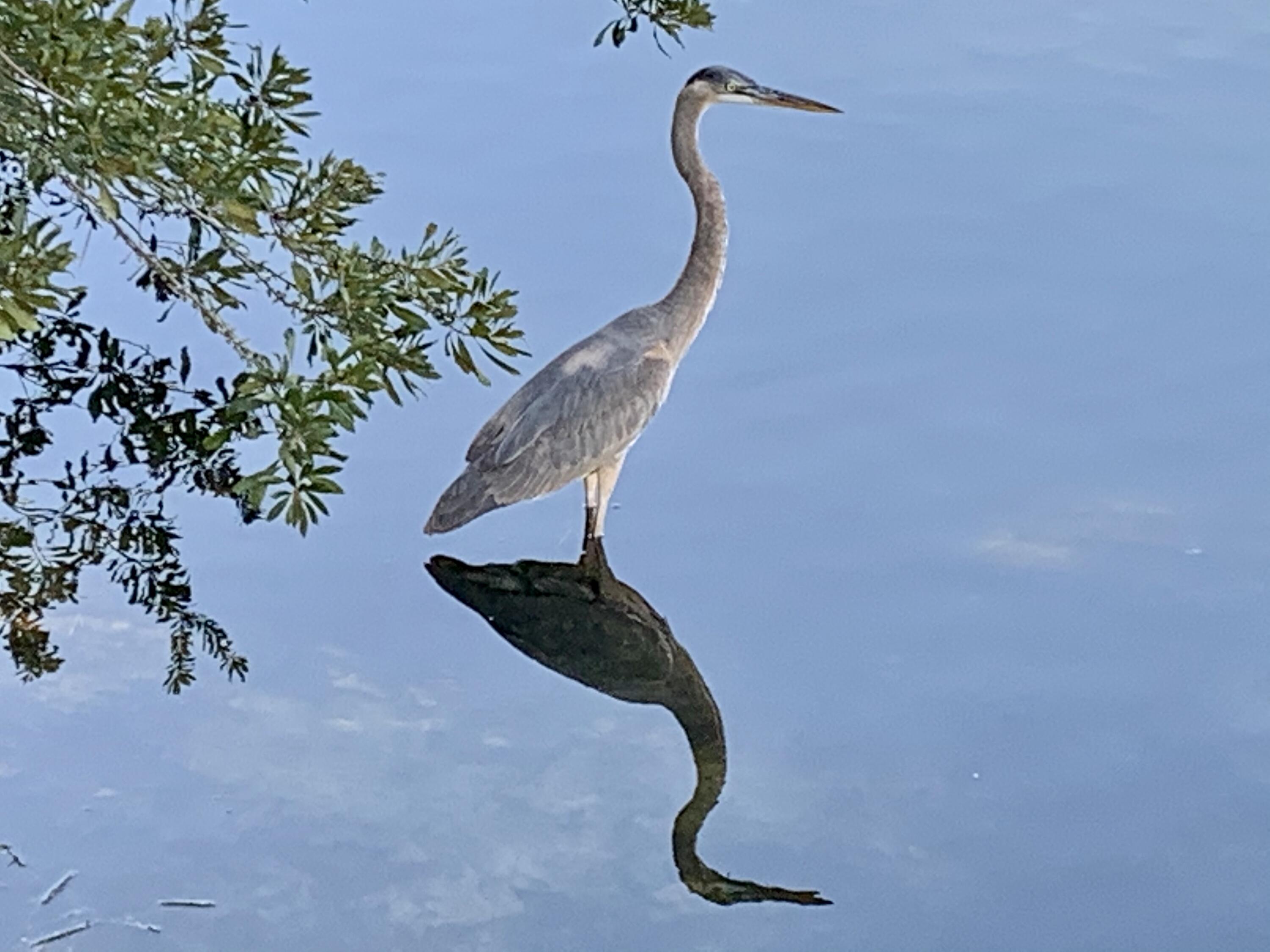 Calusa Bay - Residential