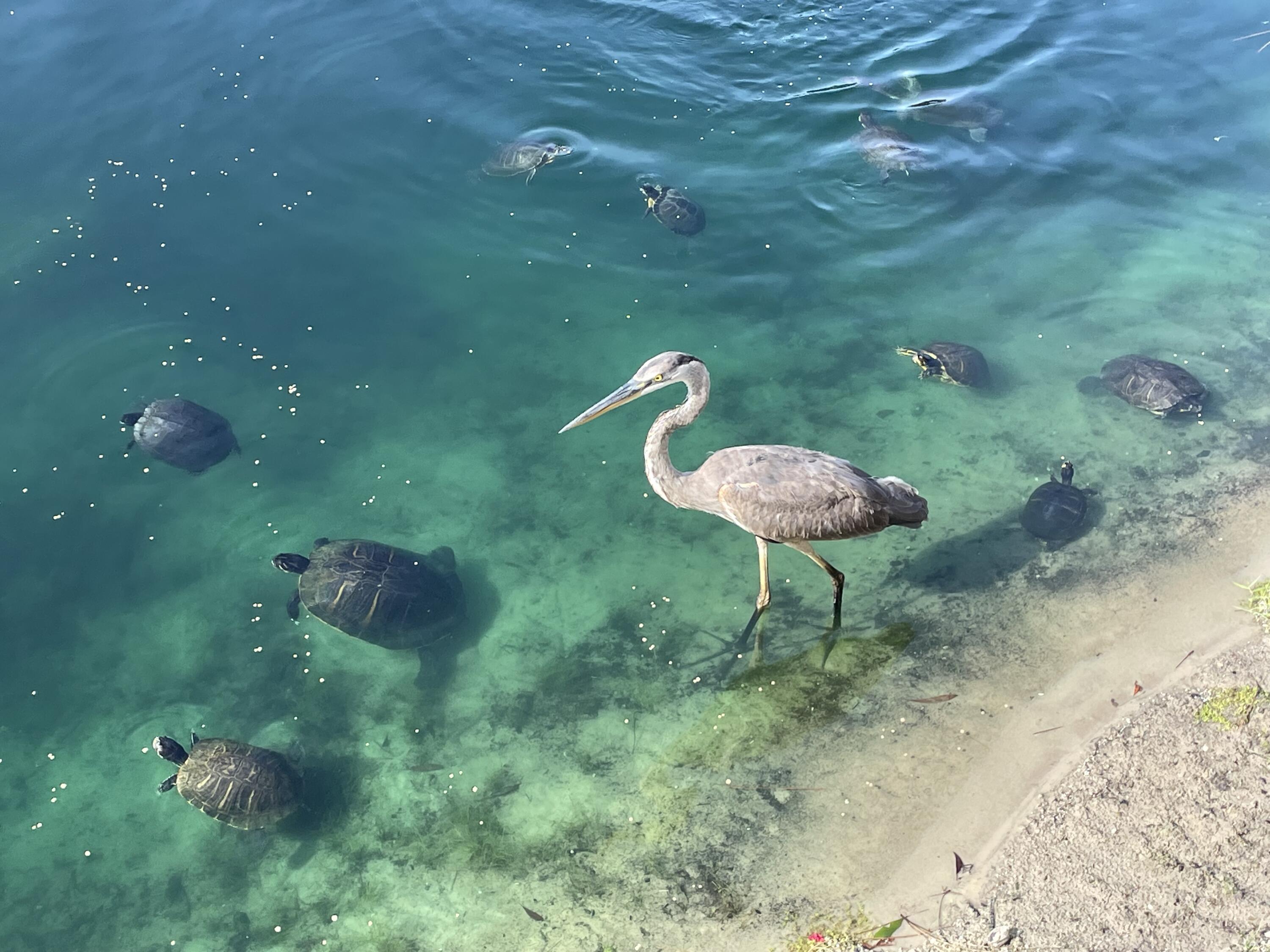 Calusa Bay - Residential