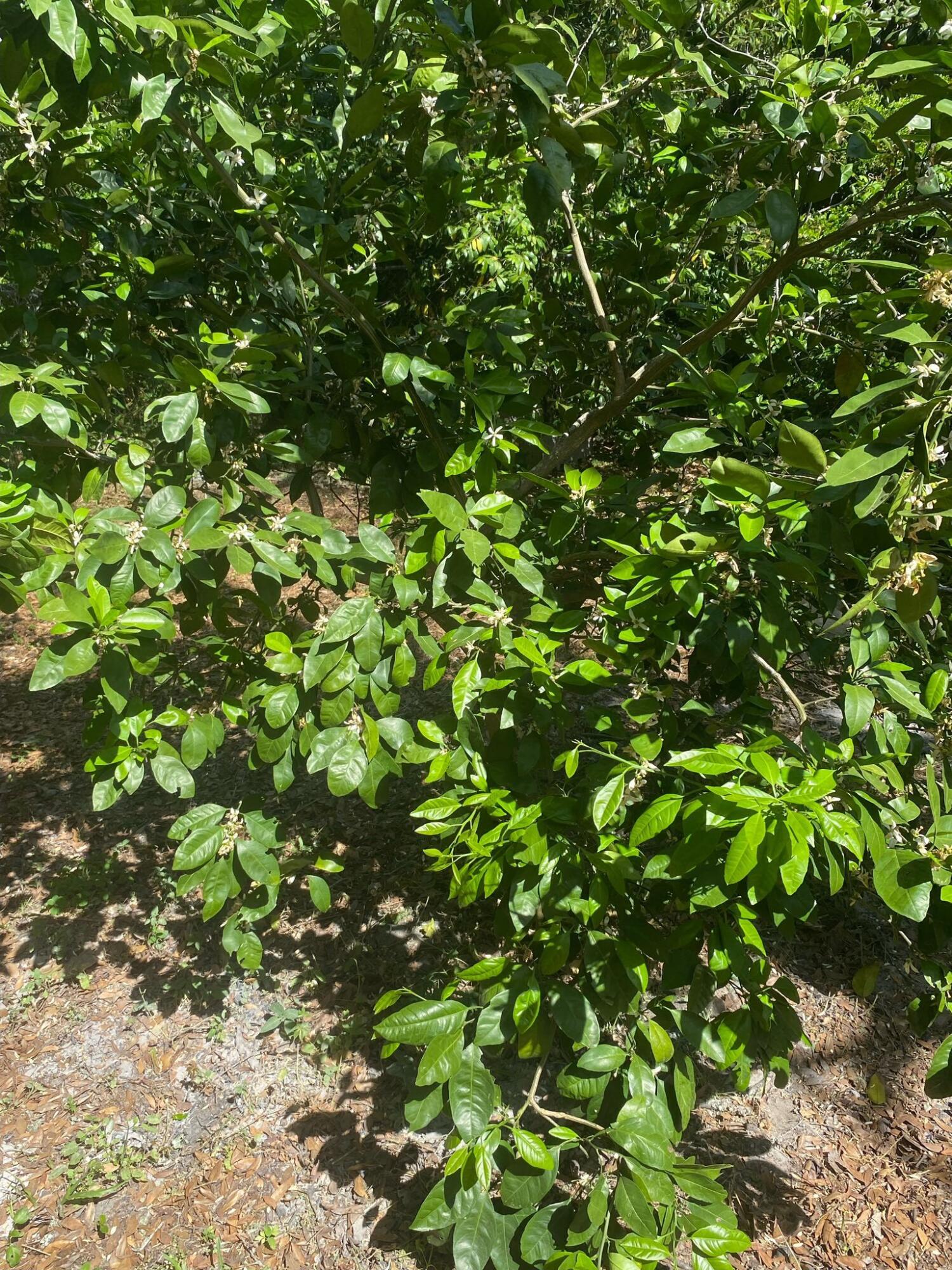 CHICKASAW S/D - Residential