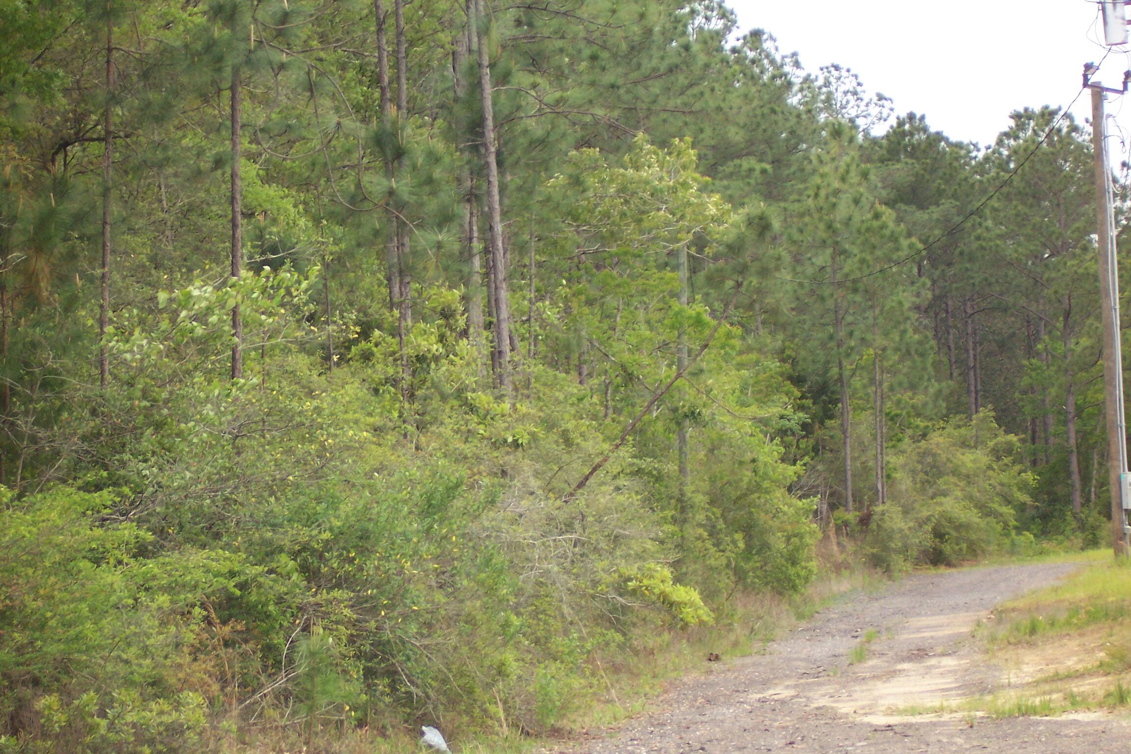 7AC Pine Forest Road