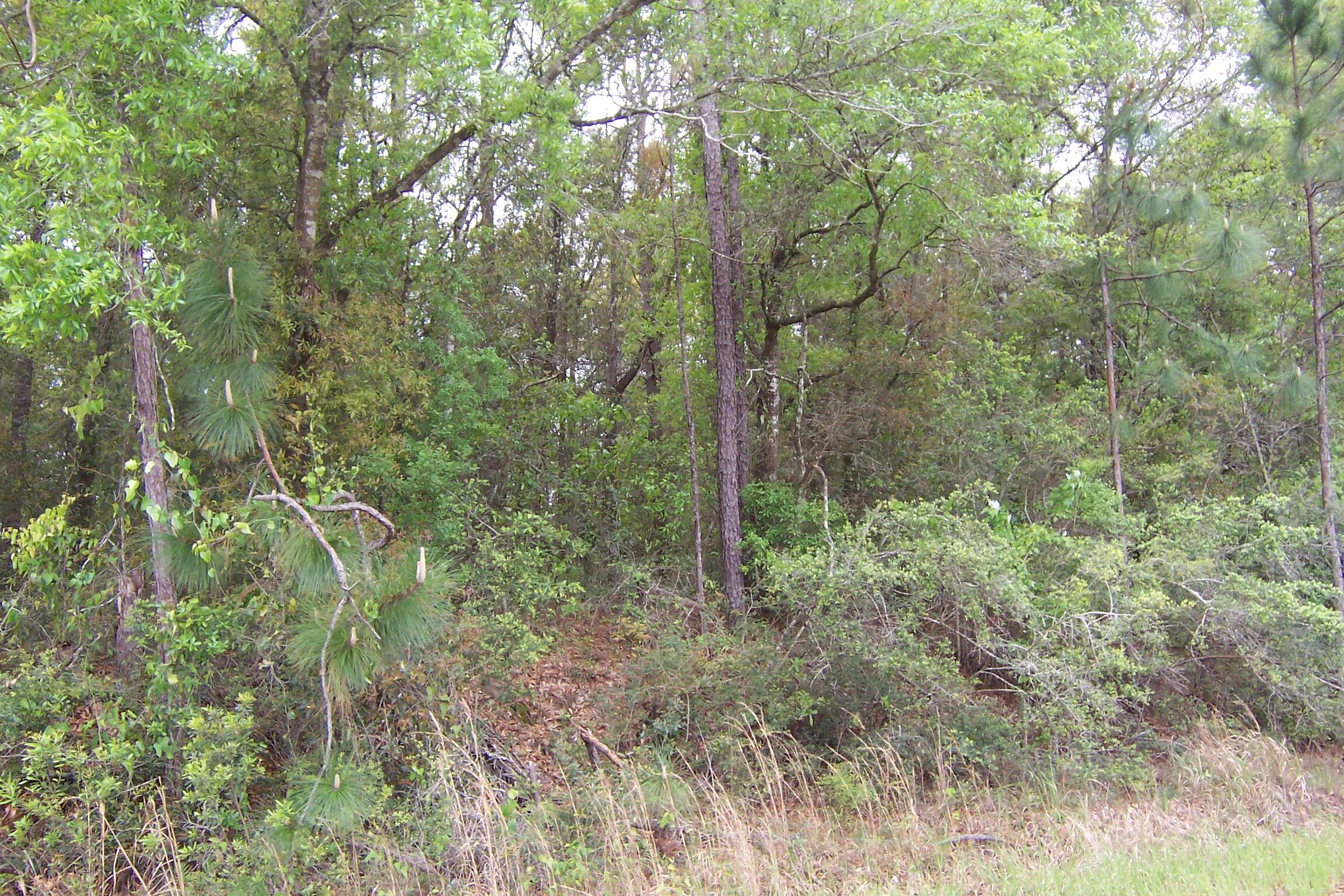 7AC Pine Forest Road
