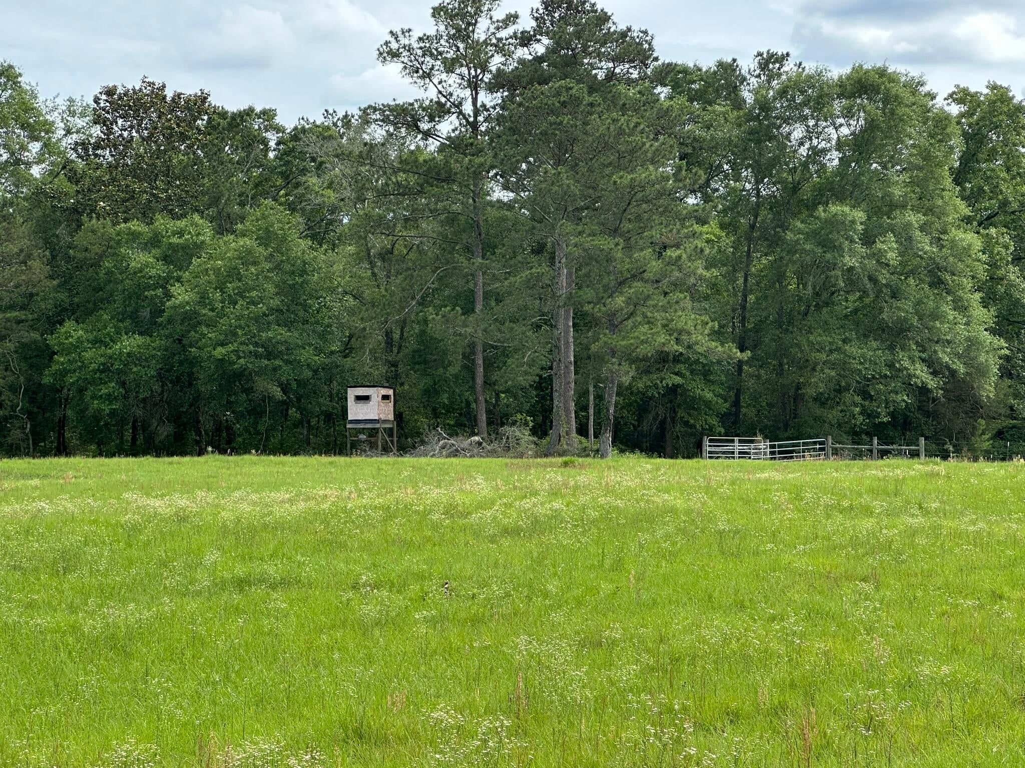 Old Ebenezer Rd, Florala, AL, 36442, USA, 3 Bedrooms Bedrooms, ,2 BathroomsBathrooms,Residential,Active,Old Ebenezer Rd,1005857