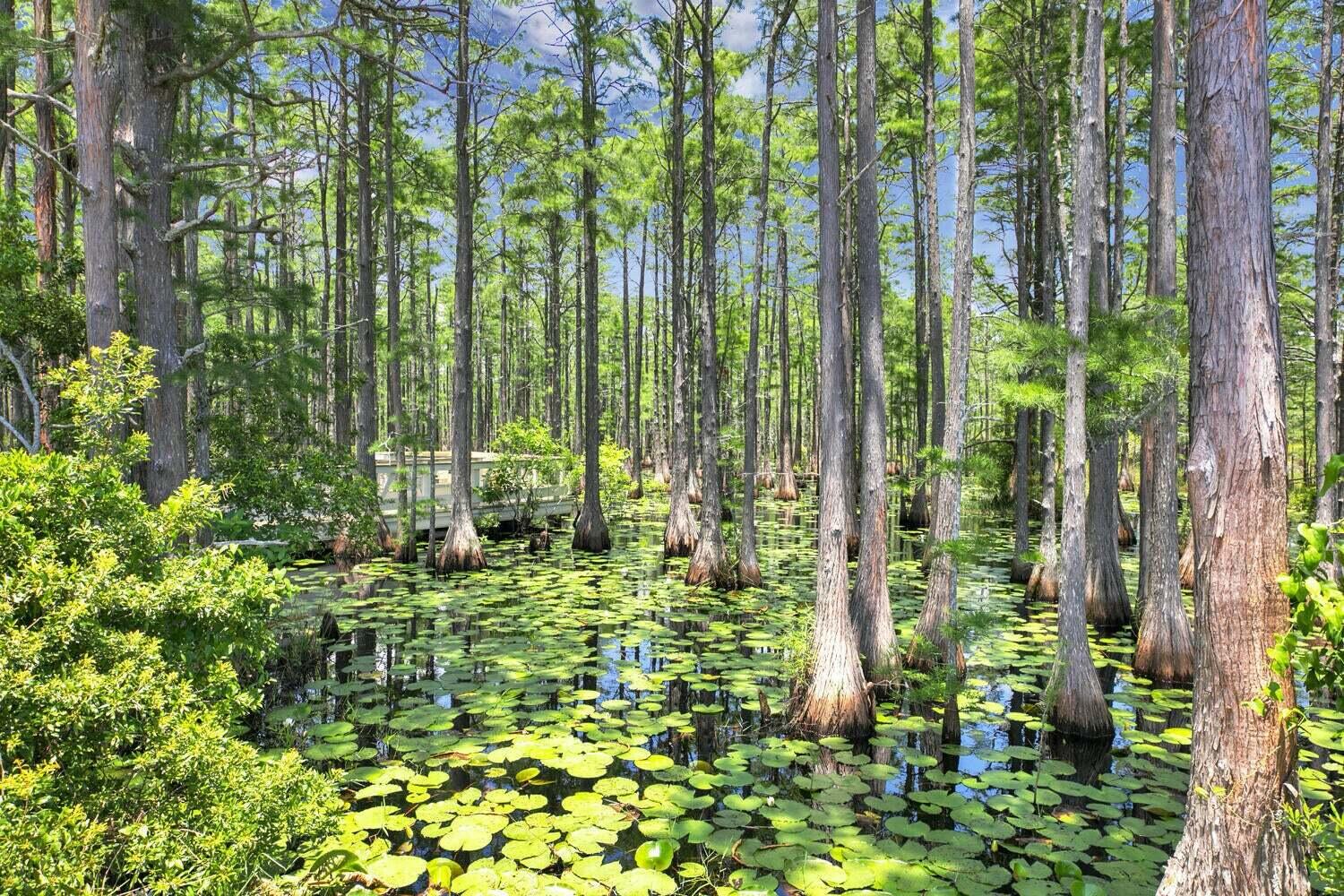 CYPRESS DUNES - Residential Lease