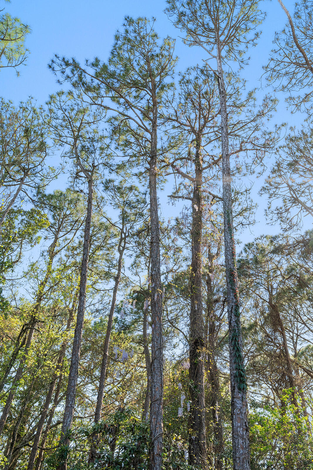 LAKE LORRAINE ESTATES - Residential