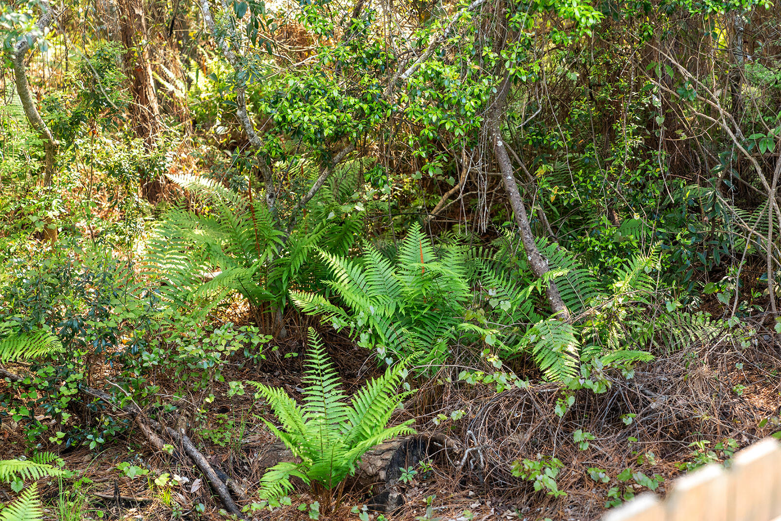 LAKE LORRAINE ESTATES - Residential