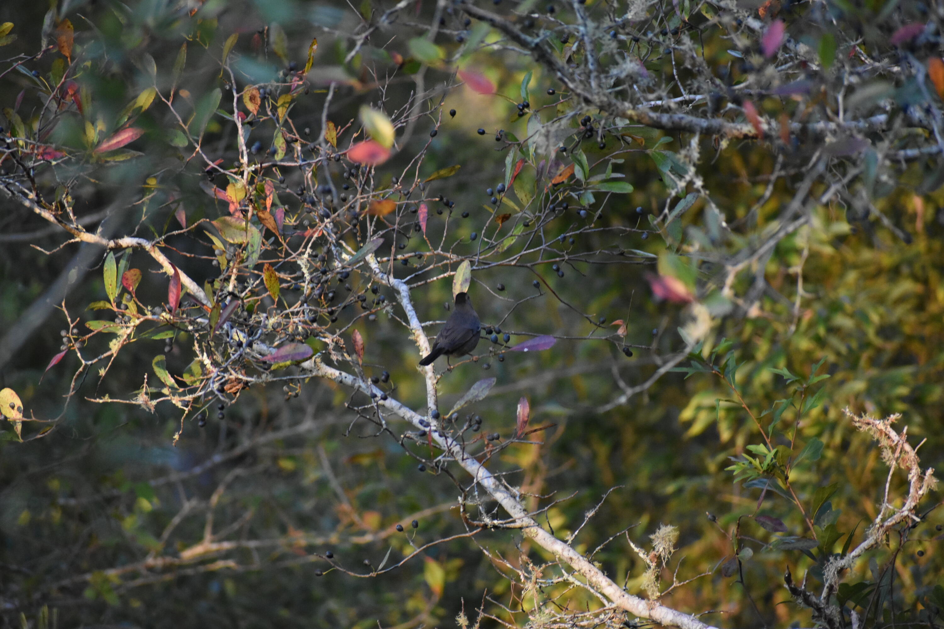 LAGRANGE BAYOU ESTATES - Residential