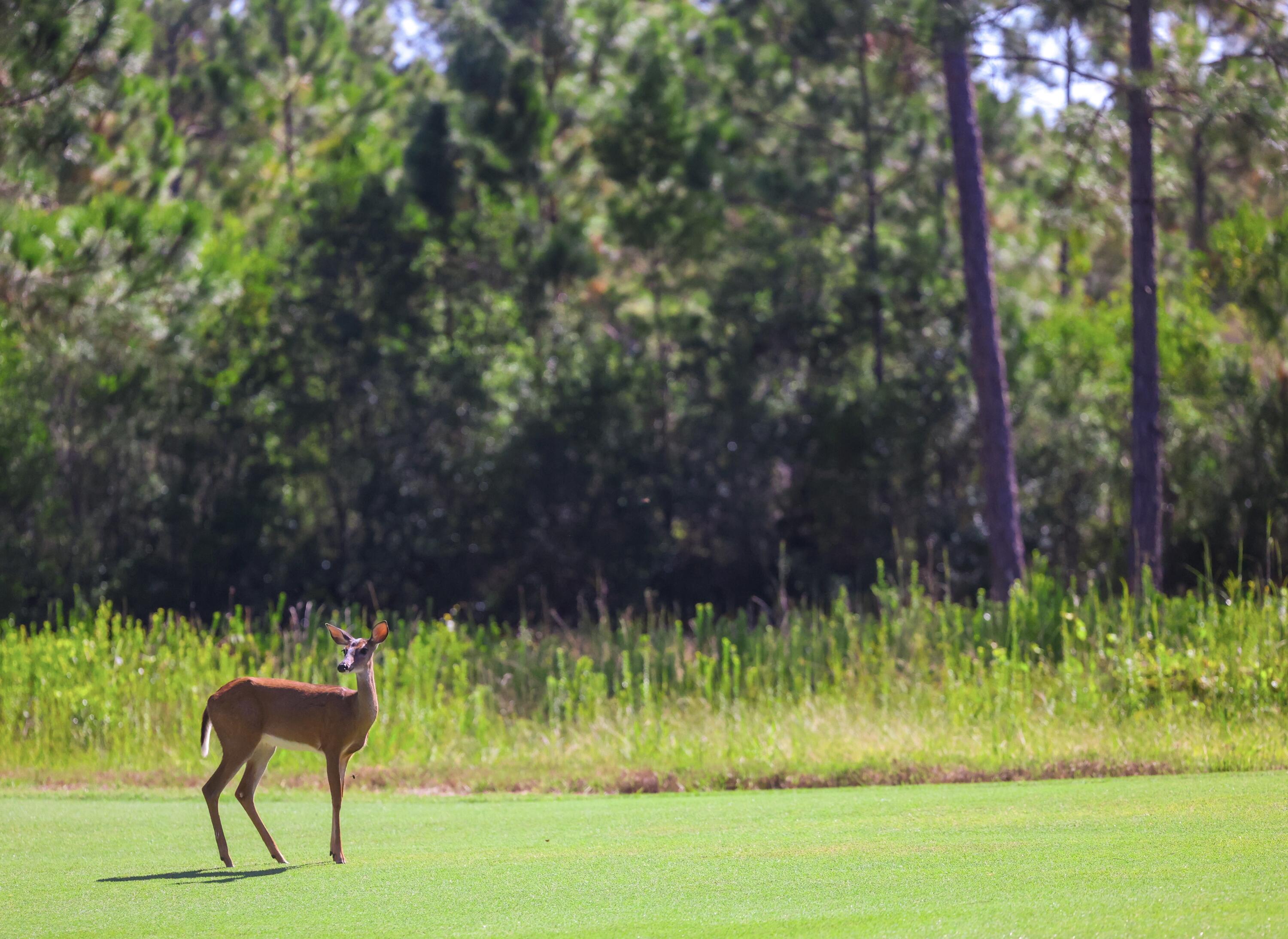 WILD HERON - Residential