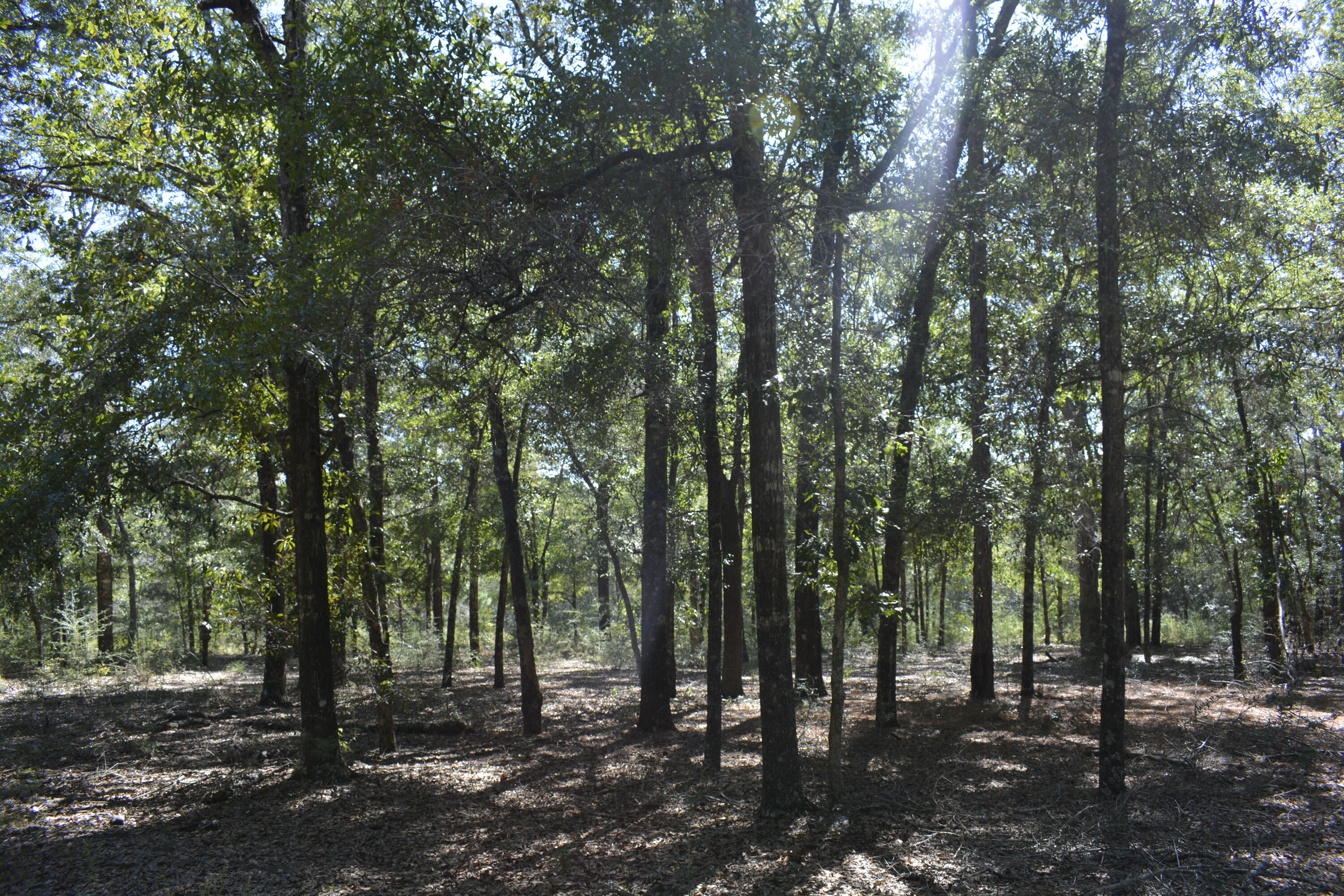 METES & BOUNDS - Land