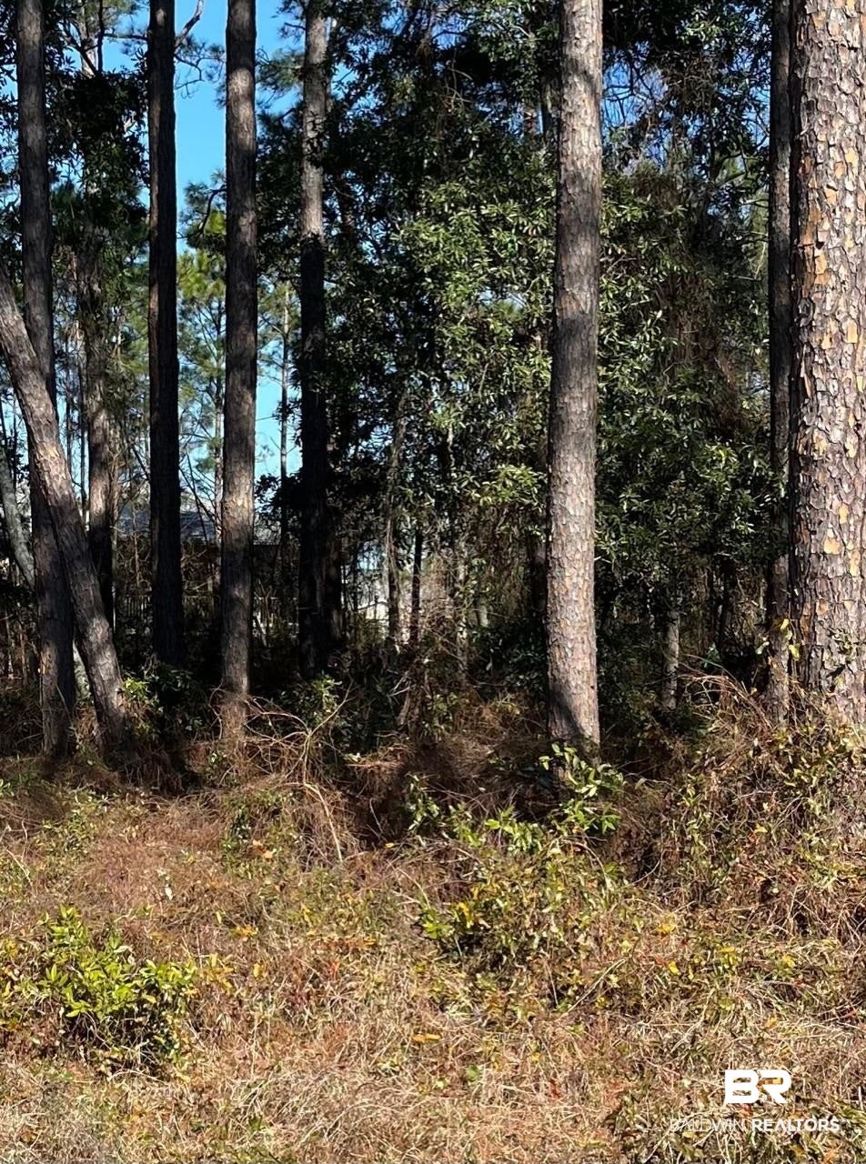 View of local wilderness