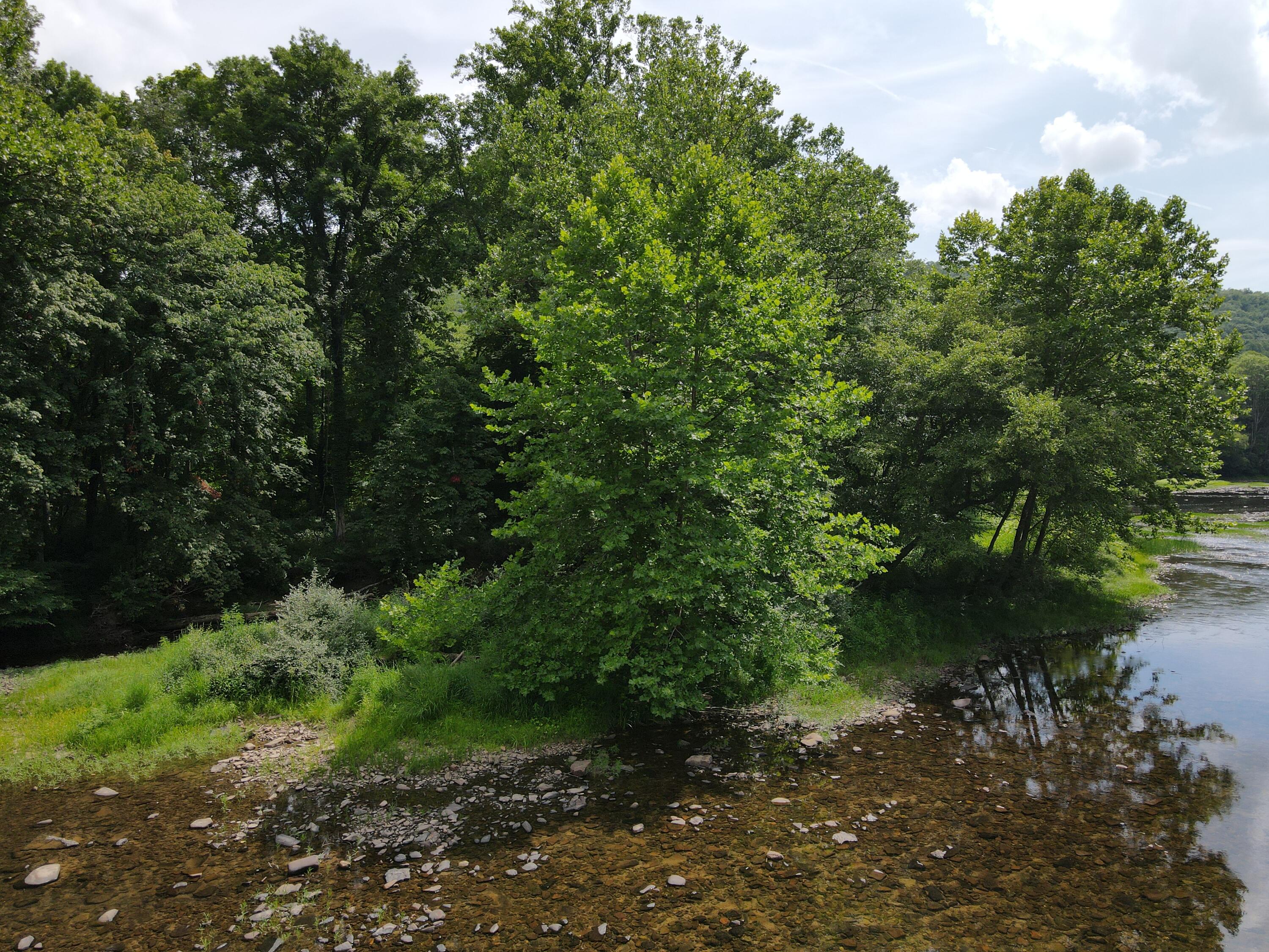 Rorer Road, Renick, West Virginia image 8