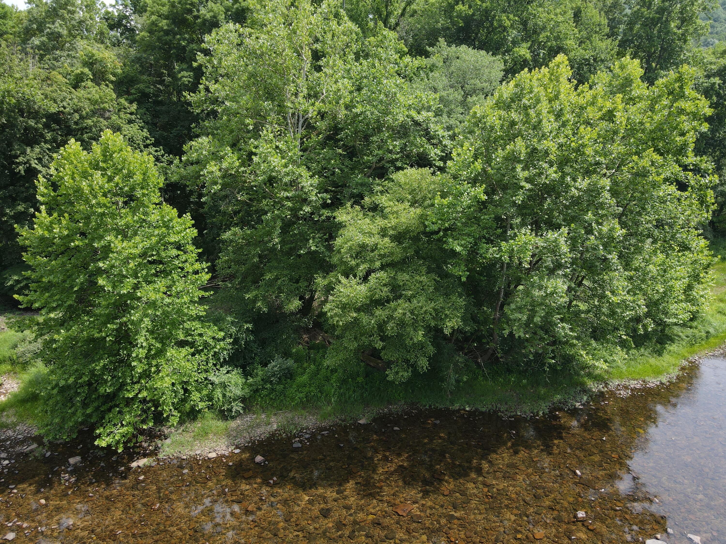 Rorer Road, Renick, West Virginia image 7