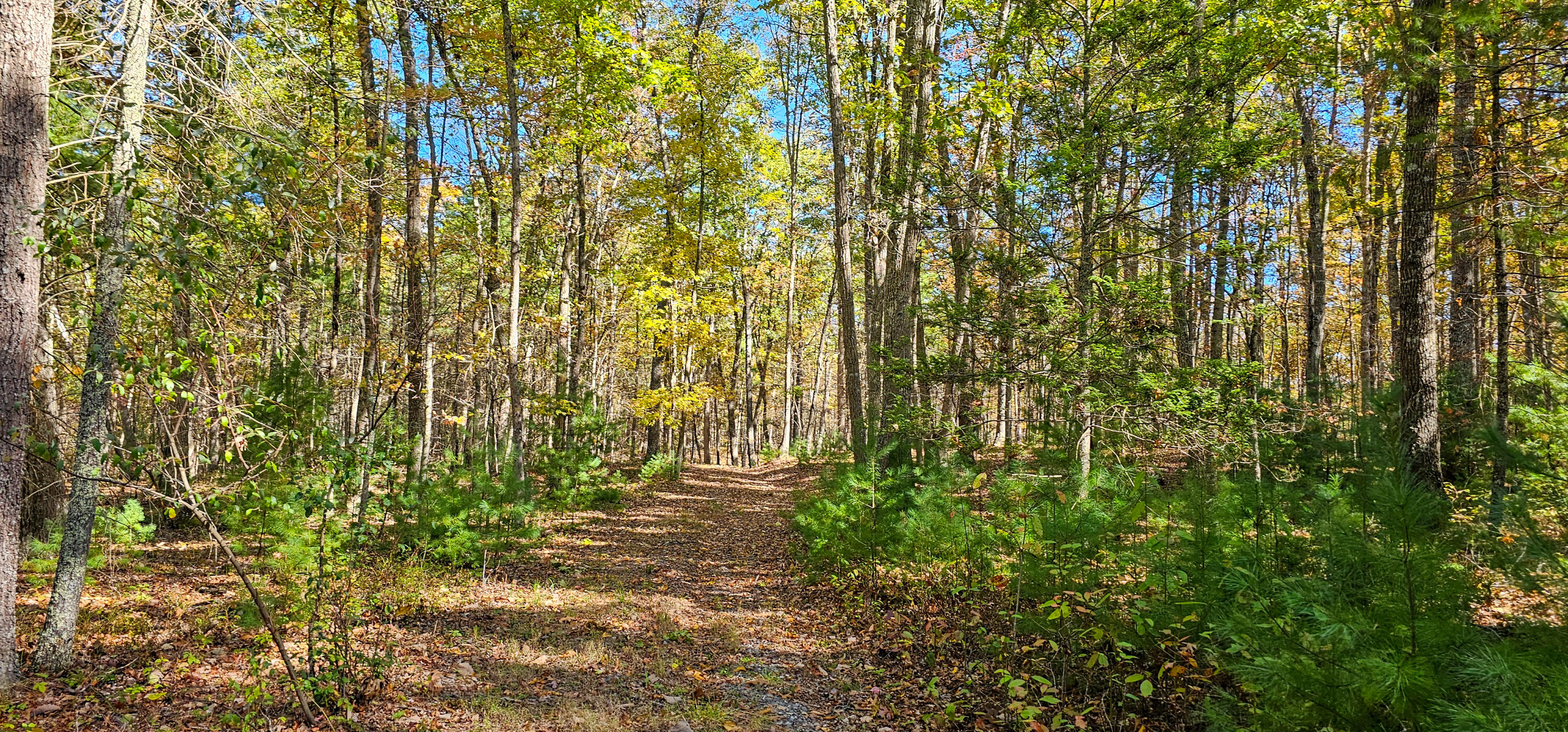 Muddy Creek Mountain Rd, Lewisburg, West Virginia image 21