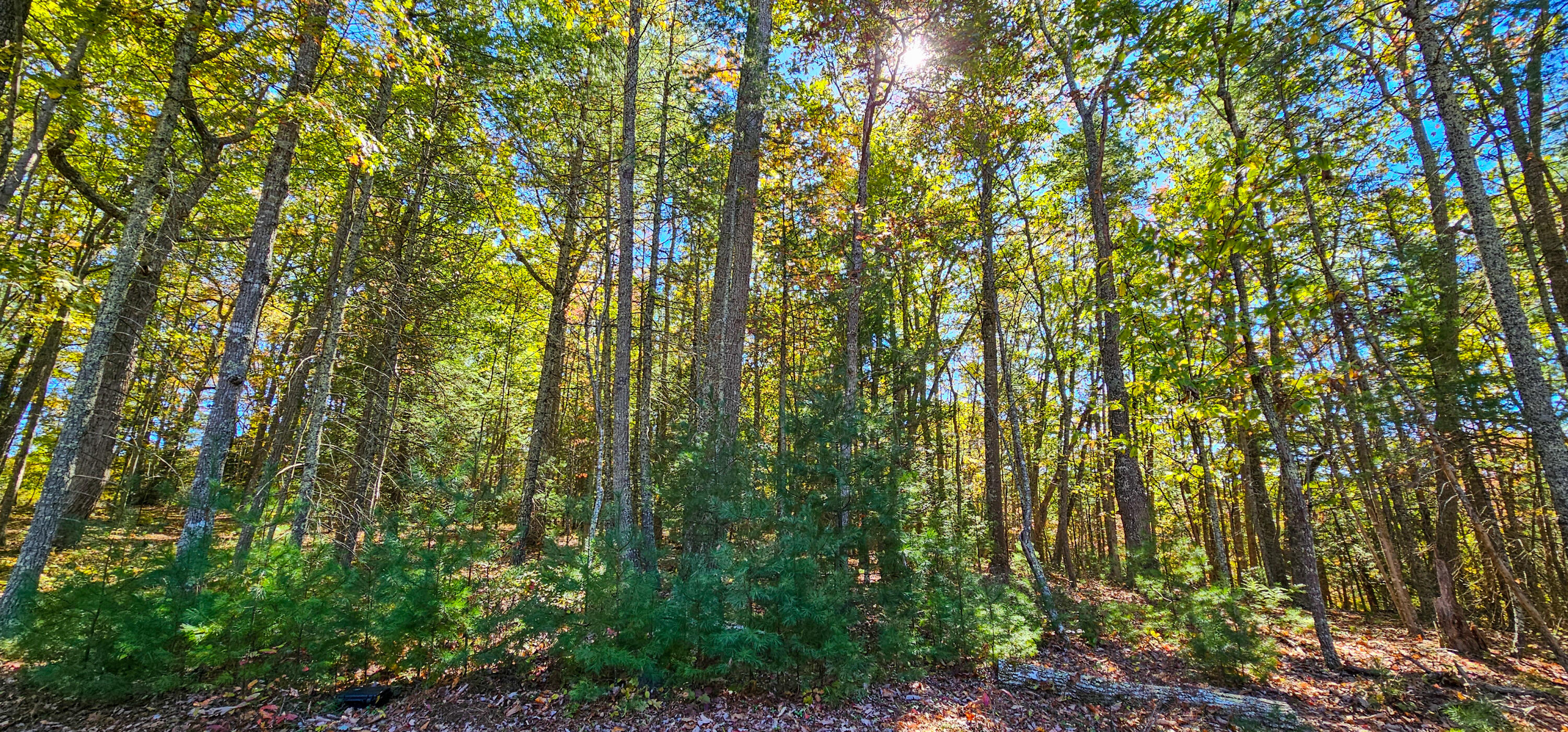 Muddy Creek Mountain Rd, Lewisburg, West Virginia image 16