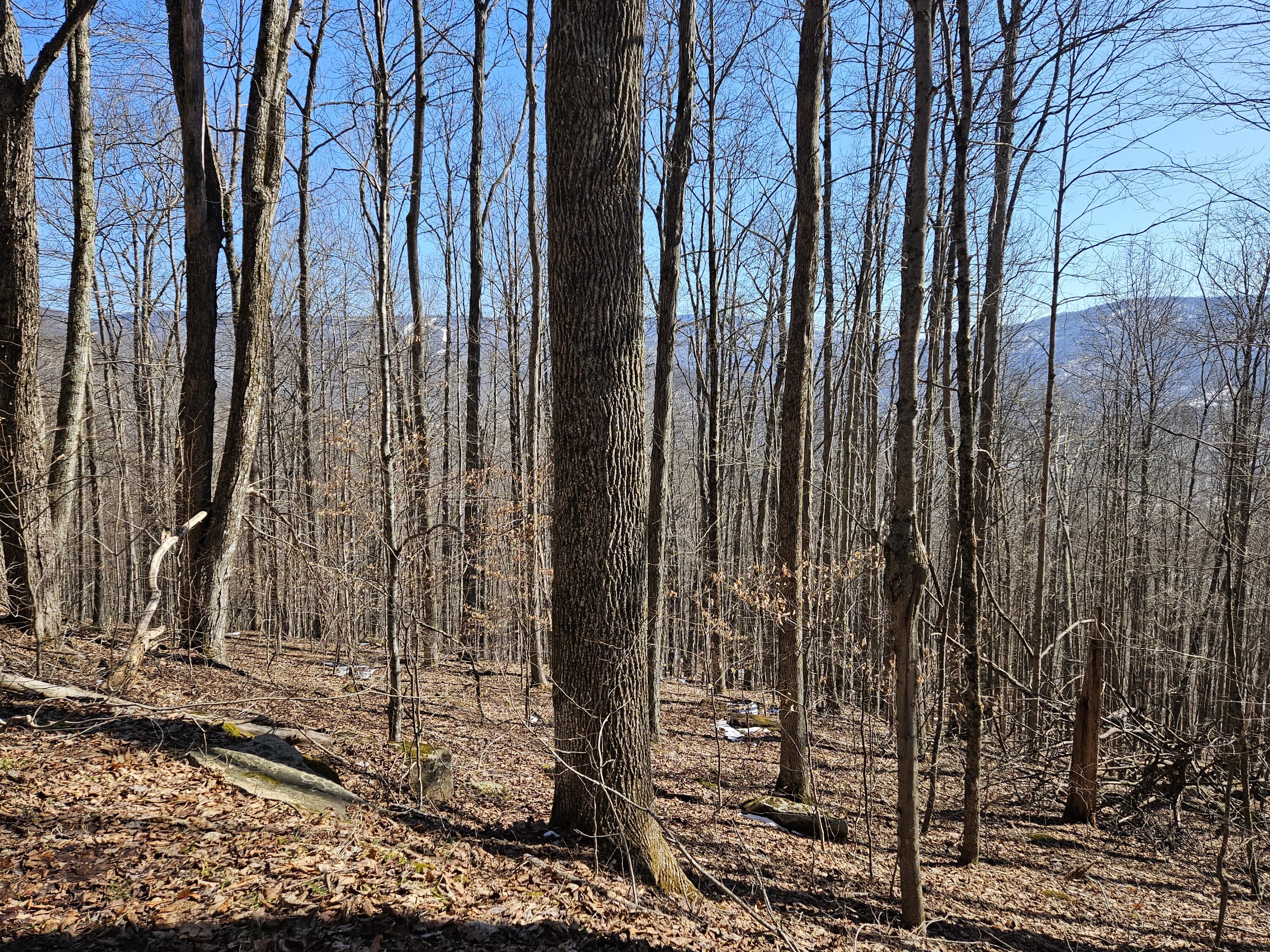 Lot 8 Upper Cherry Grove Rd #8, Slatyfork, West Virginia image 11