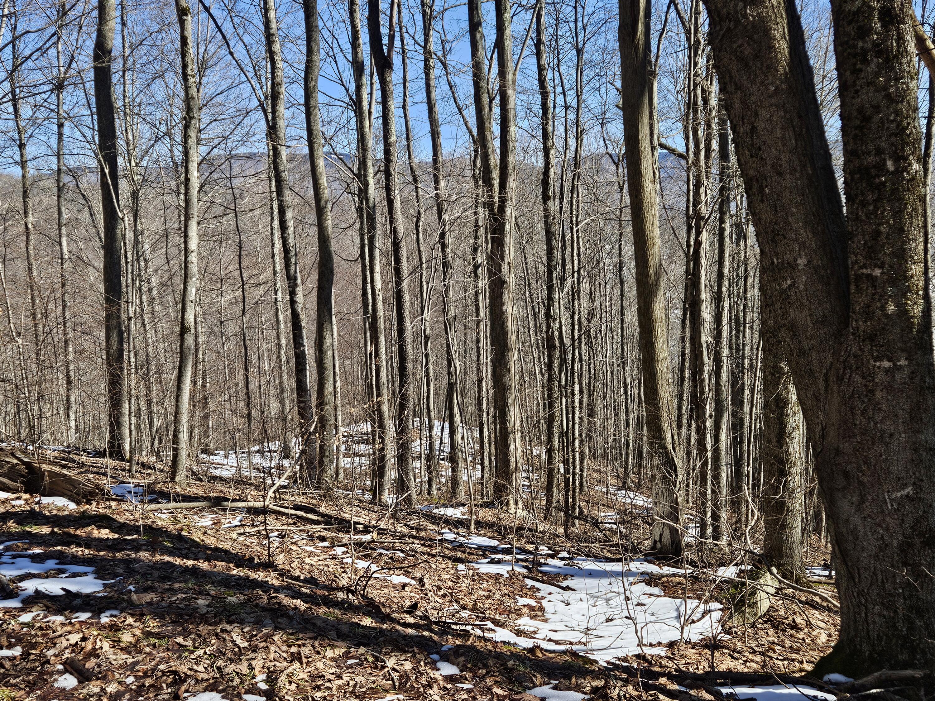 Lot 8 Upper Cherry Grove Rd #8, Slatyfork, West Virginia image 8