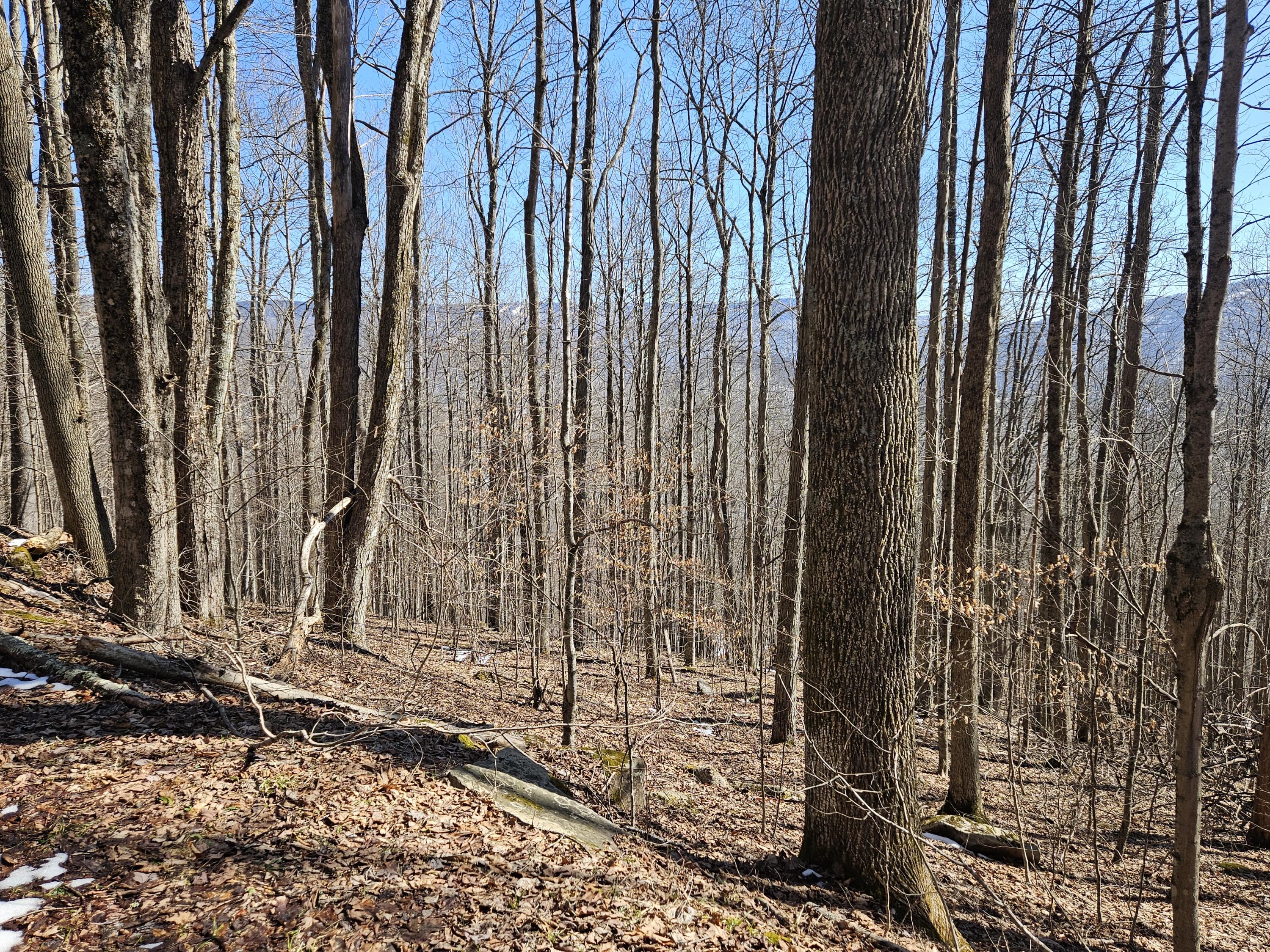 Lot 8 Upper Cherry Grove Rd #8, Slatyfork, West Virginia image 12