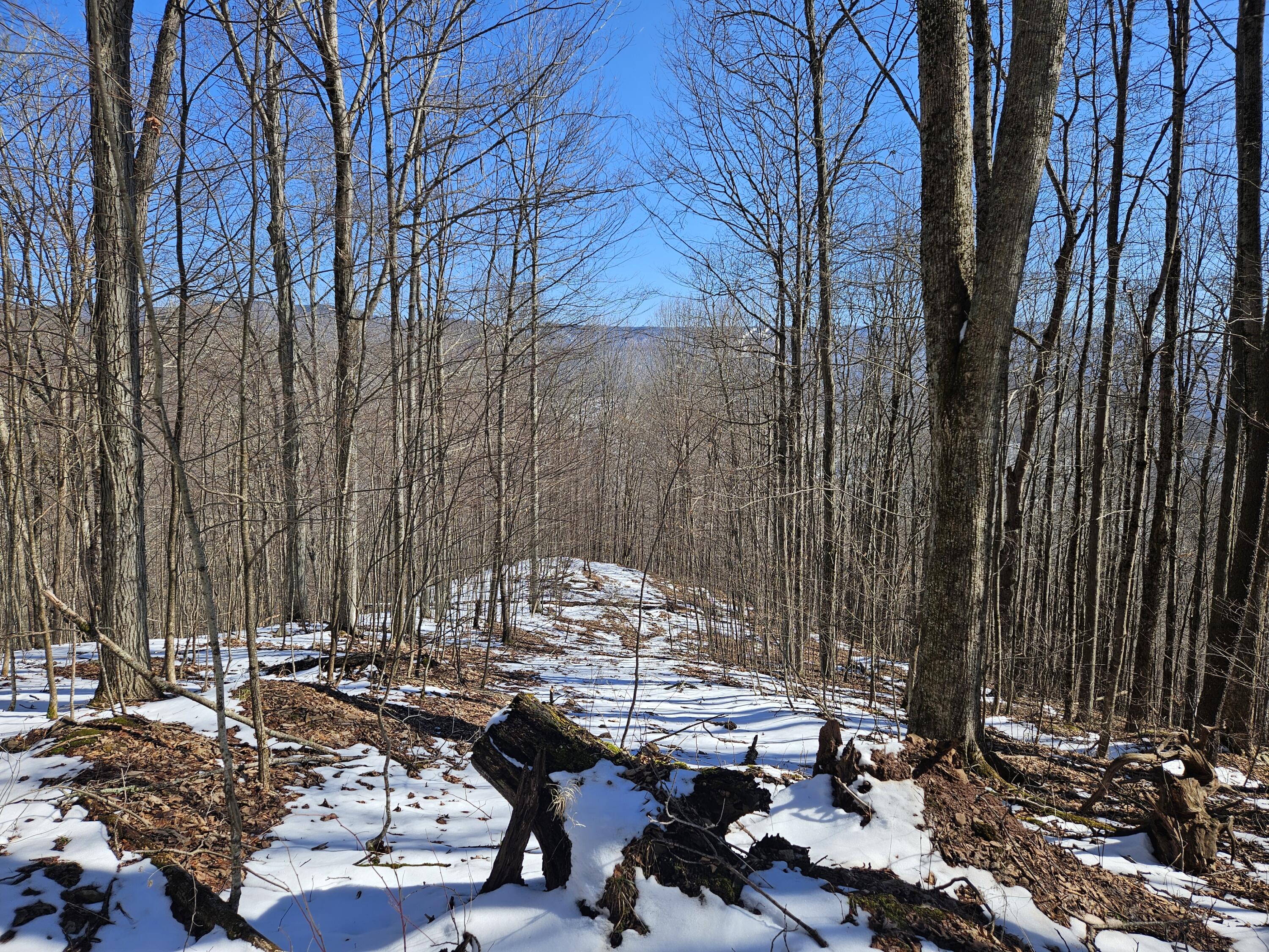 Lot 8 Upper Cherry Grove Rd #8, Slatyfork, West Virginia image 4