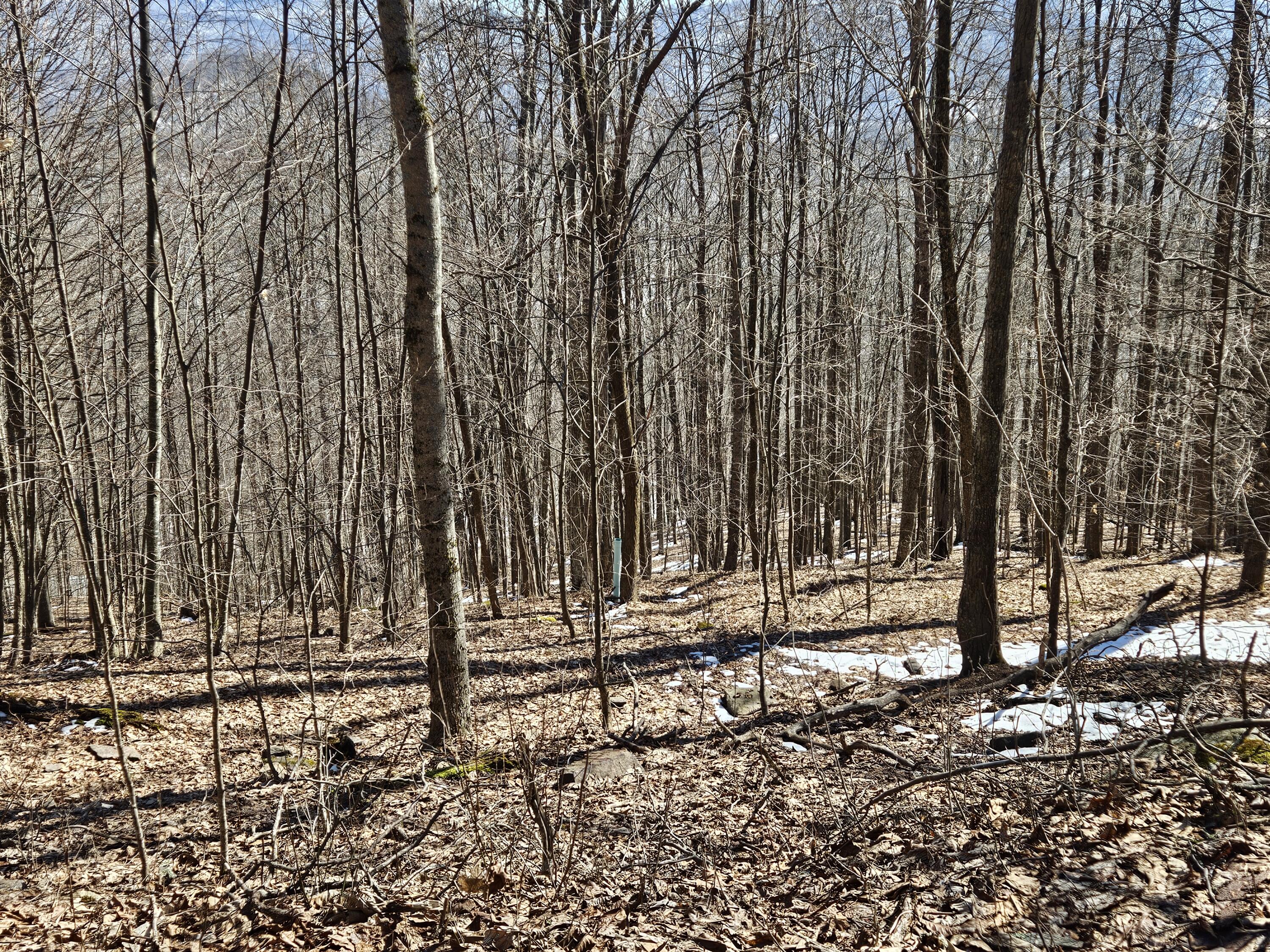 Lot 8 Upper Cherry Grove Rd #8, Slatyfork, West Virginia image 18