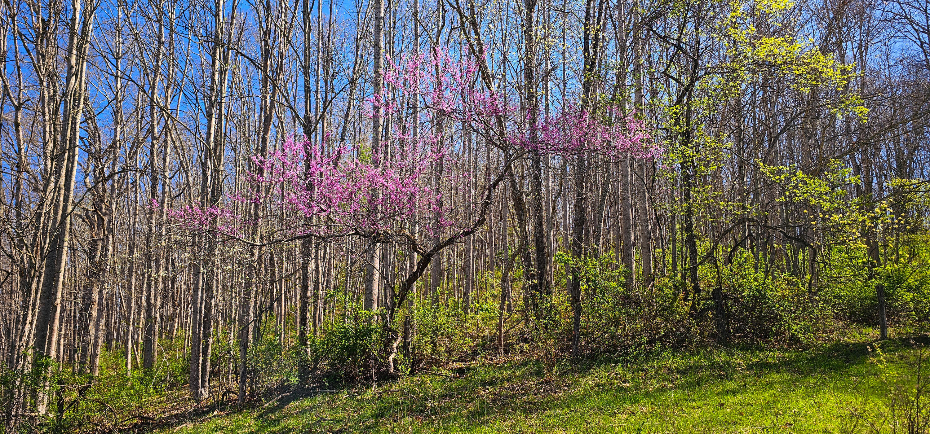 Davis Stuart Rd, Lewisburg, West Virginia image 17