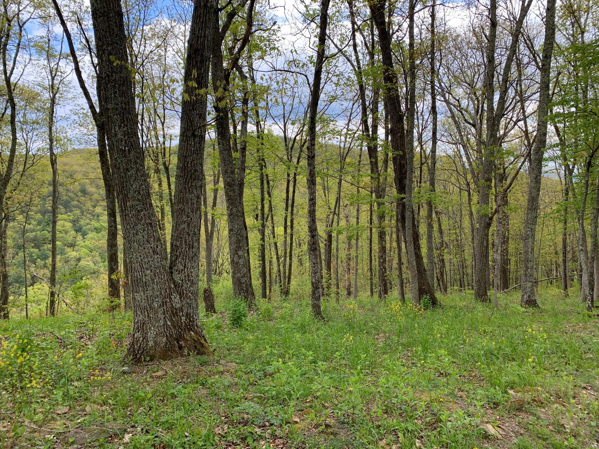 Lot 123 Withrow Landing, The Retreat, Caldwell, West Virginia image 3