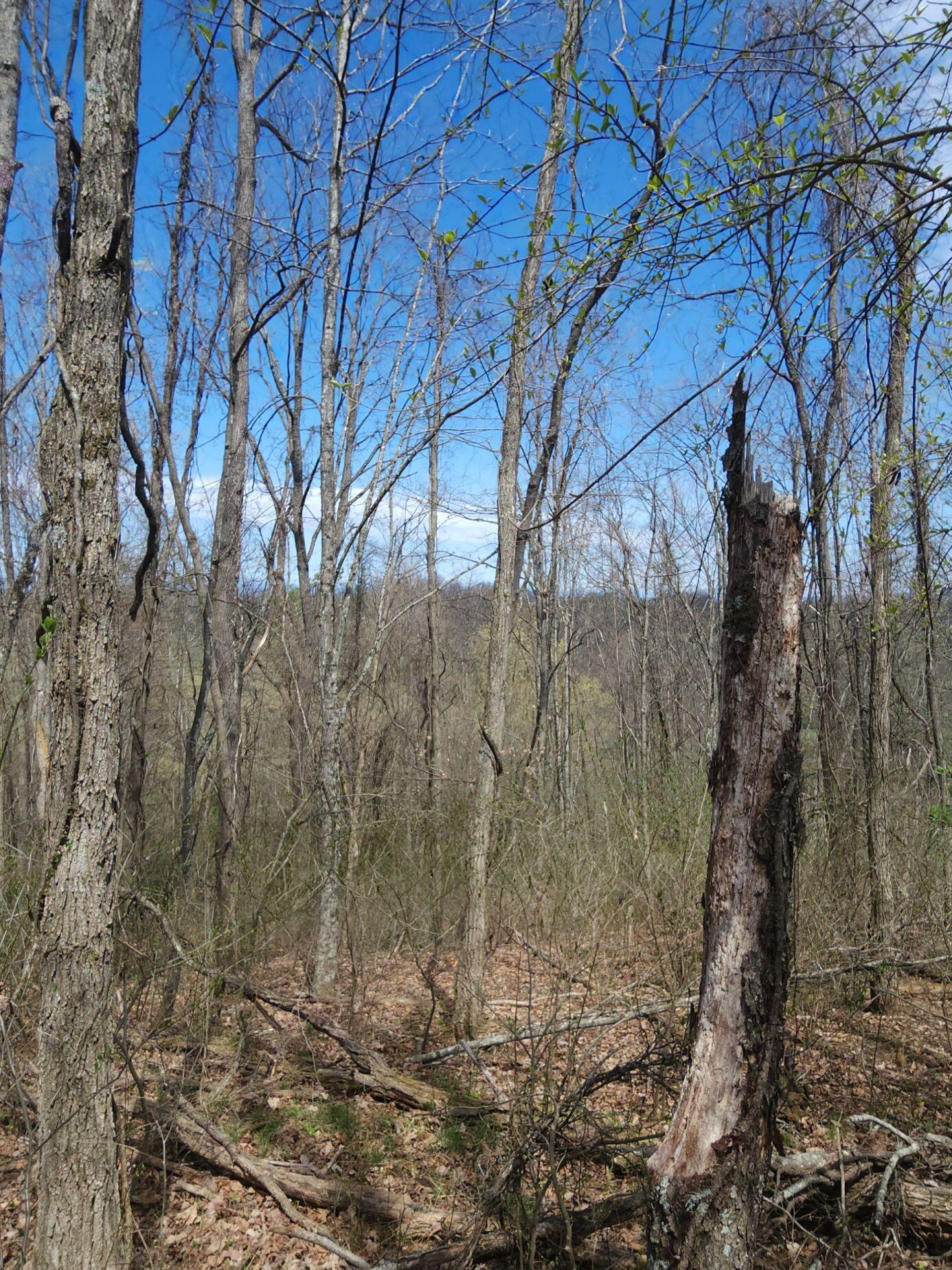 7.28 Acres G.w. Lane, Ronceverte, Texas image 1