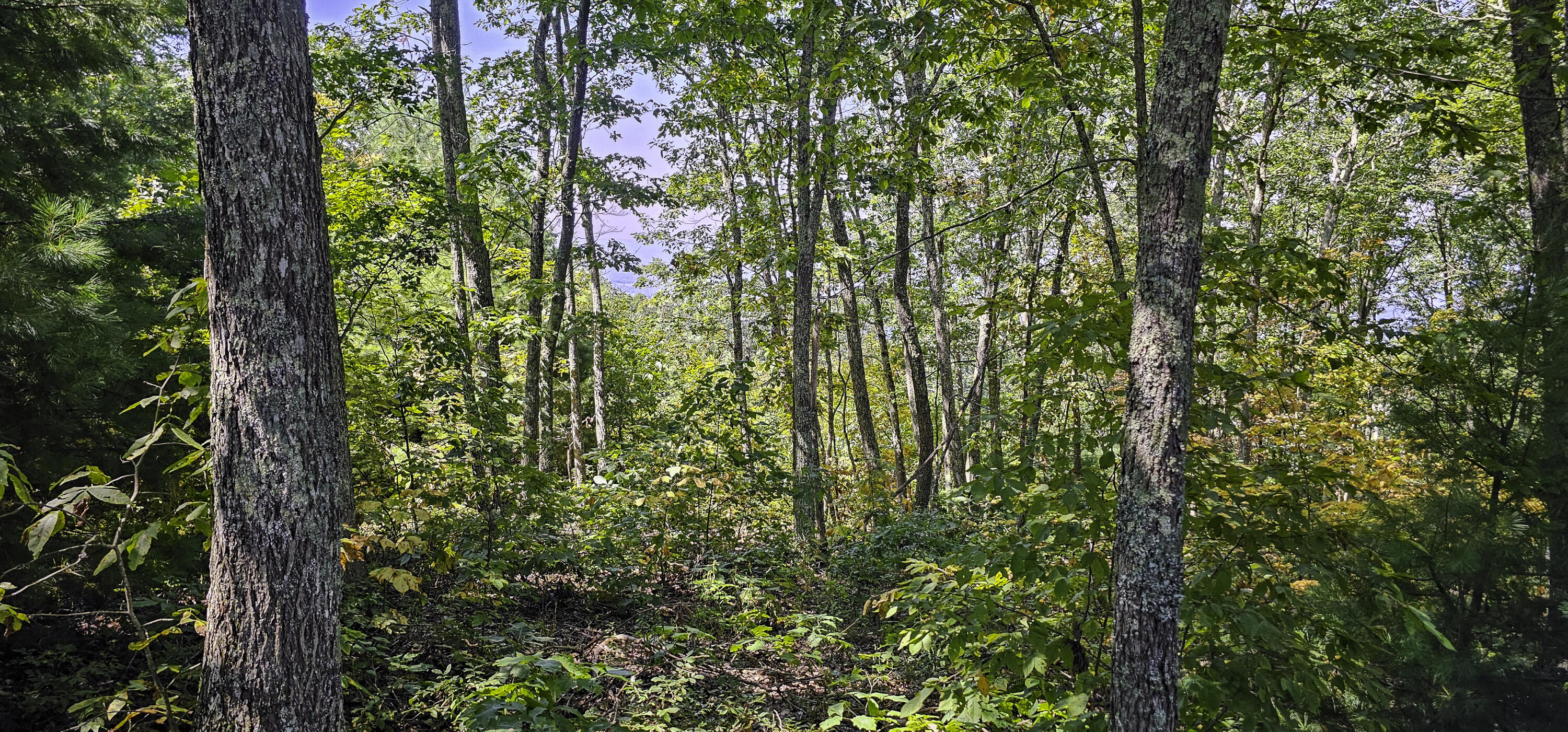 Lot 95 White Rock Trl #95, Caldwell, West Virginia image 12