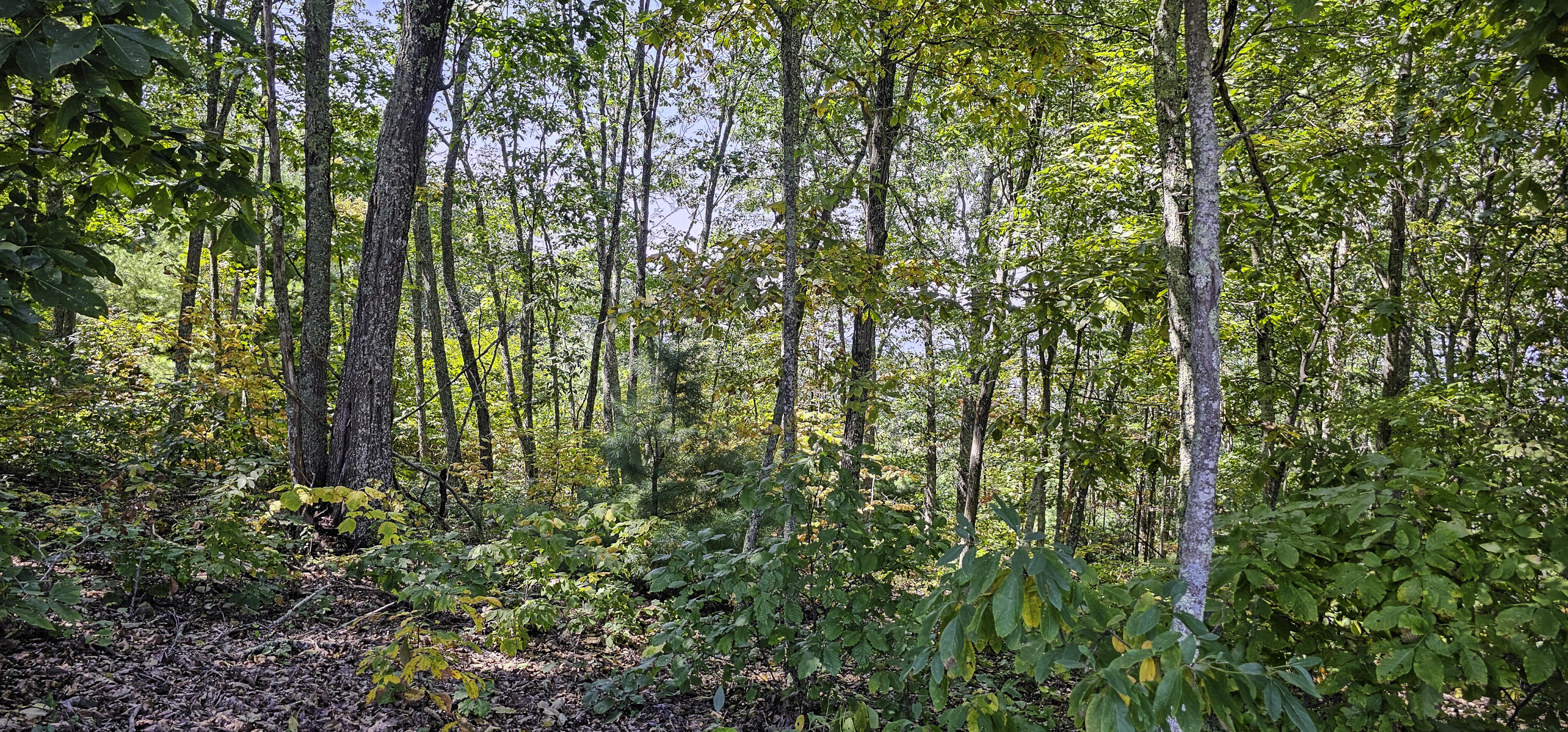 Lot 95 White Rock Trl #95, Caldwell, West Virginia image 7