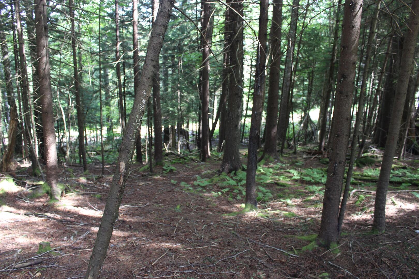 Lot 5 The Retreats At Red Spruce #5, Snowshoe, West Virginia image 8