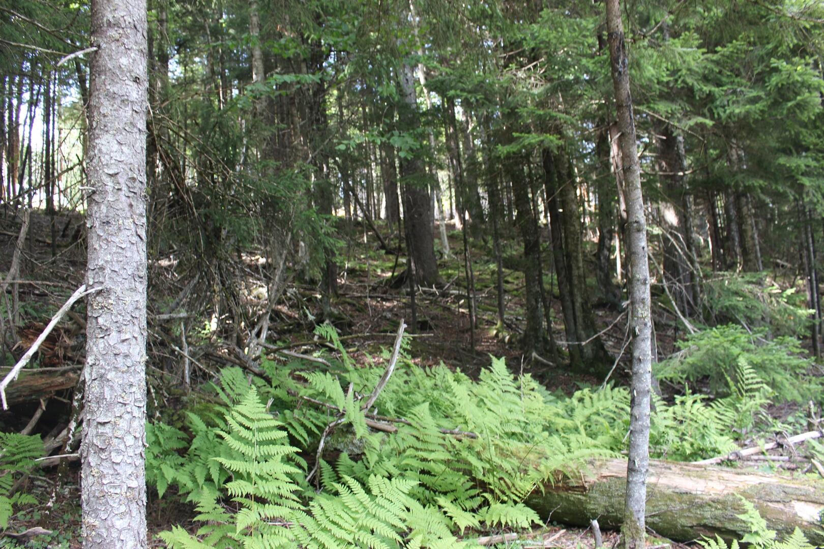 Lot 5 The Retreats At Red Spruce #5, Snowshoe, West Virginia image 15