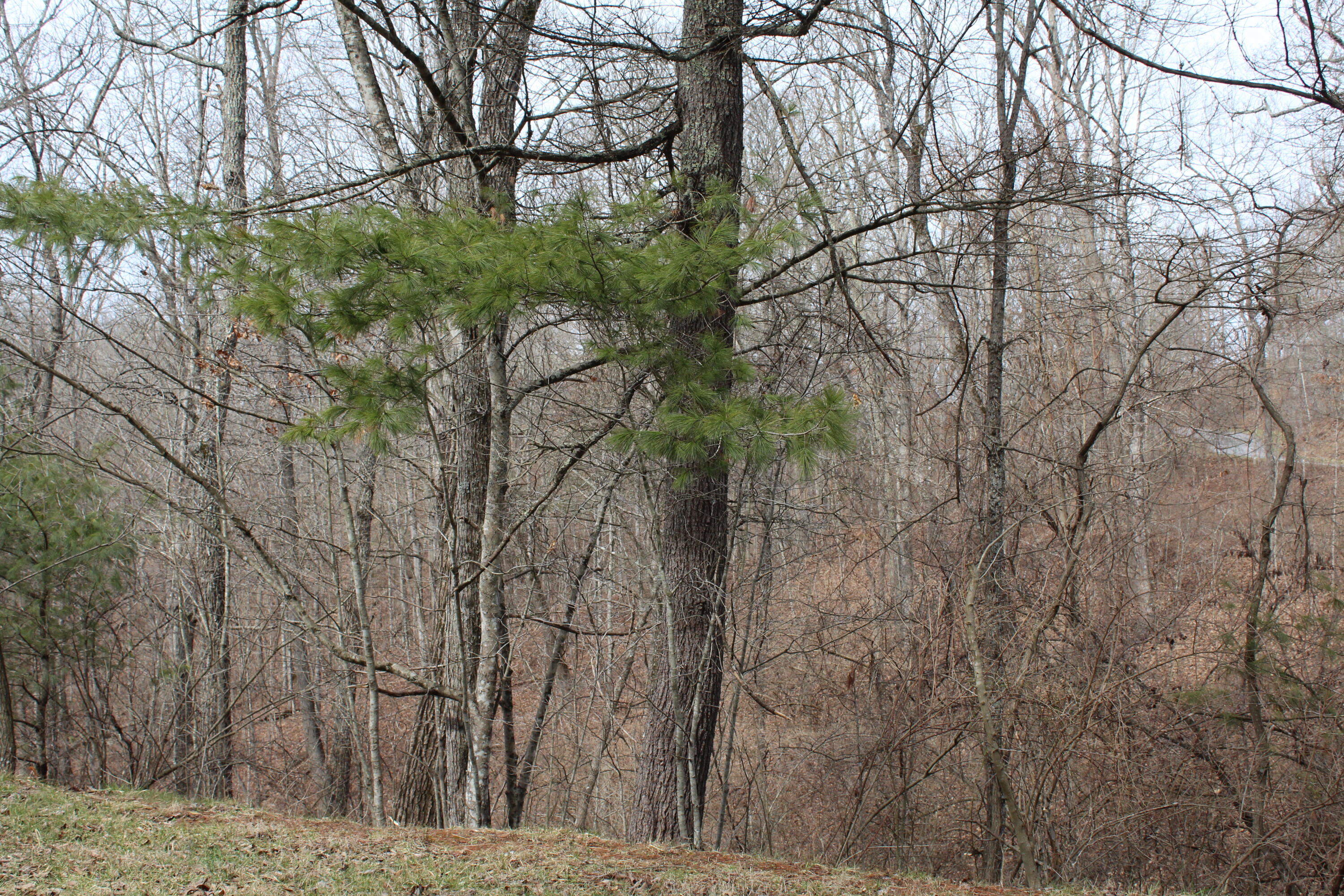 Stonehenge Parkway, Lewisburg, West Virginia image 2