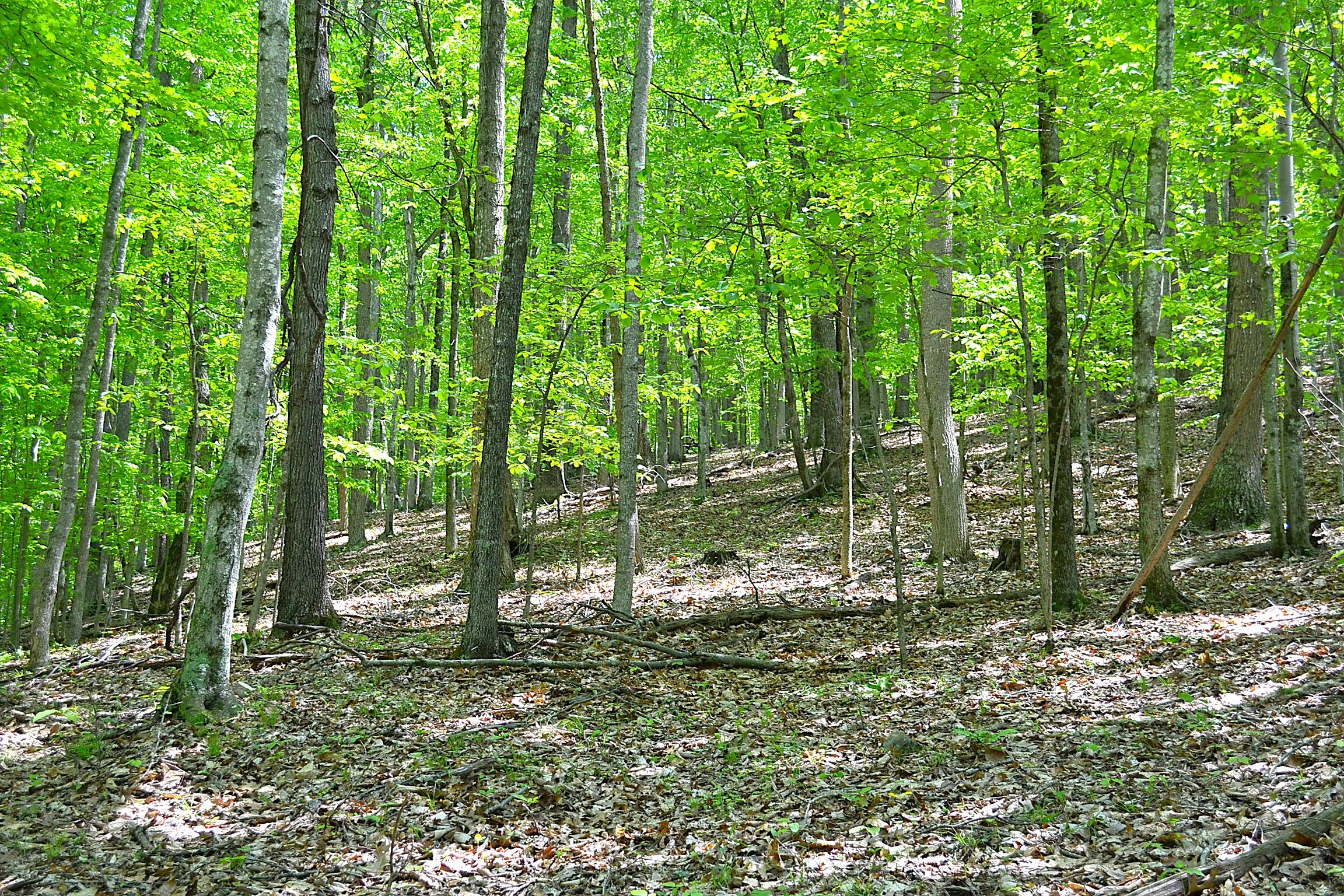 Germany Rd, Renick, Texas image 15