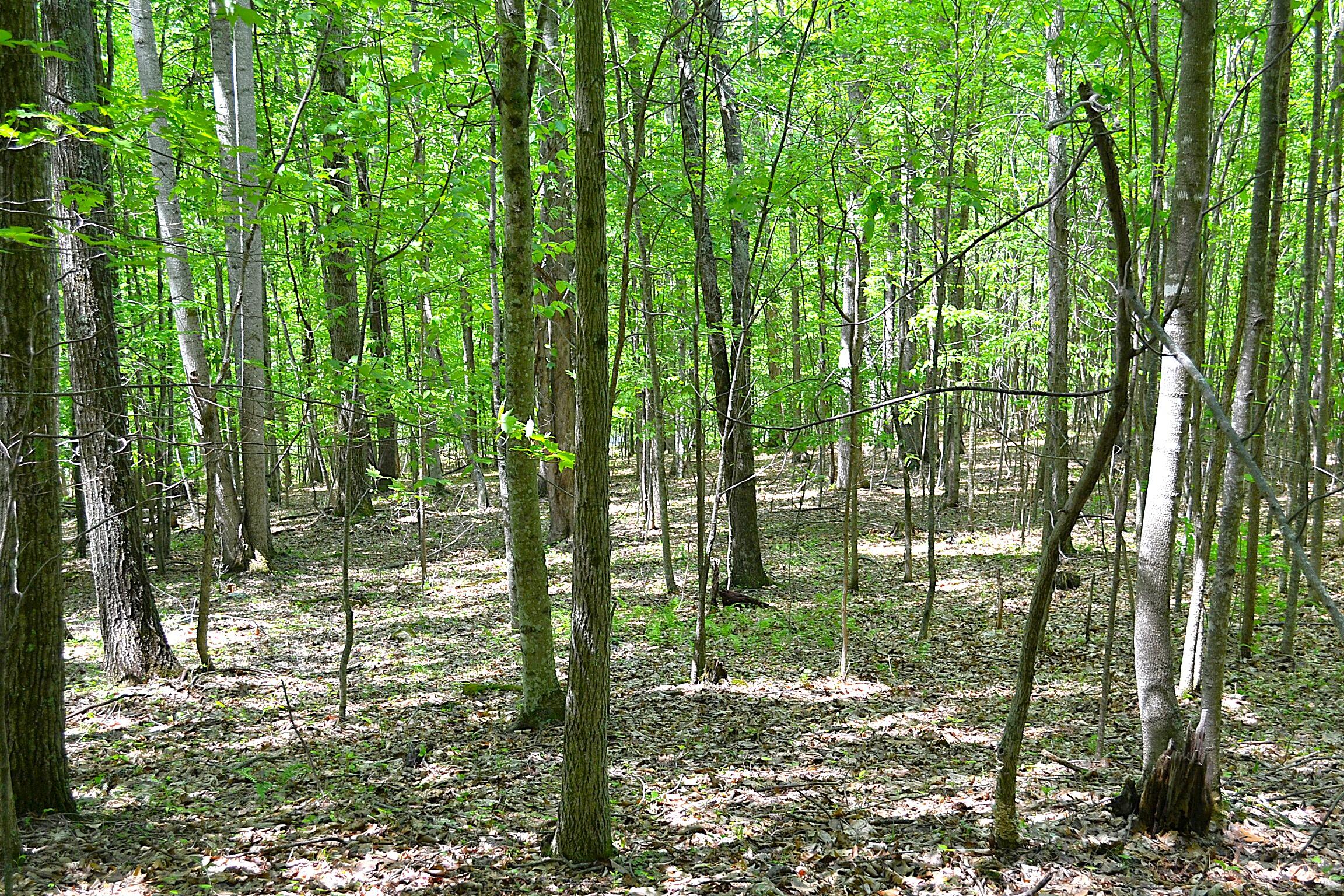 Germany Rd, Renick, Texas image 18