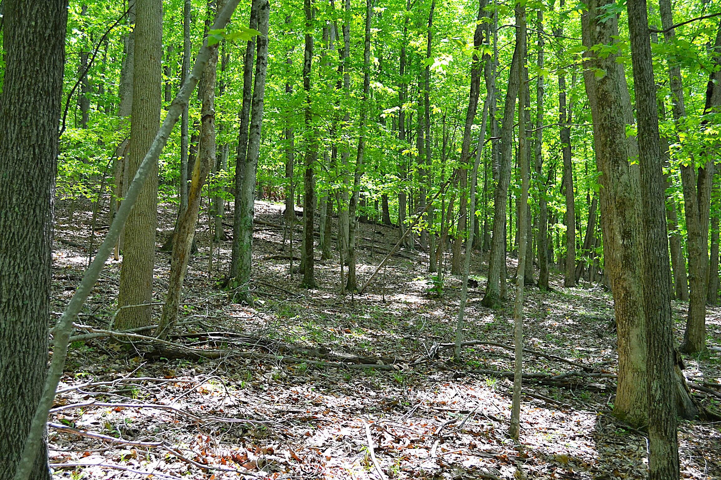 Germany Rd, Renick, Texas image 13