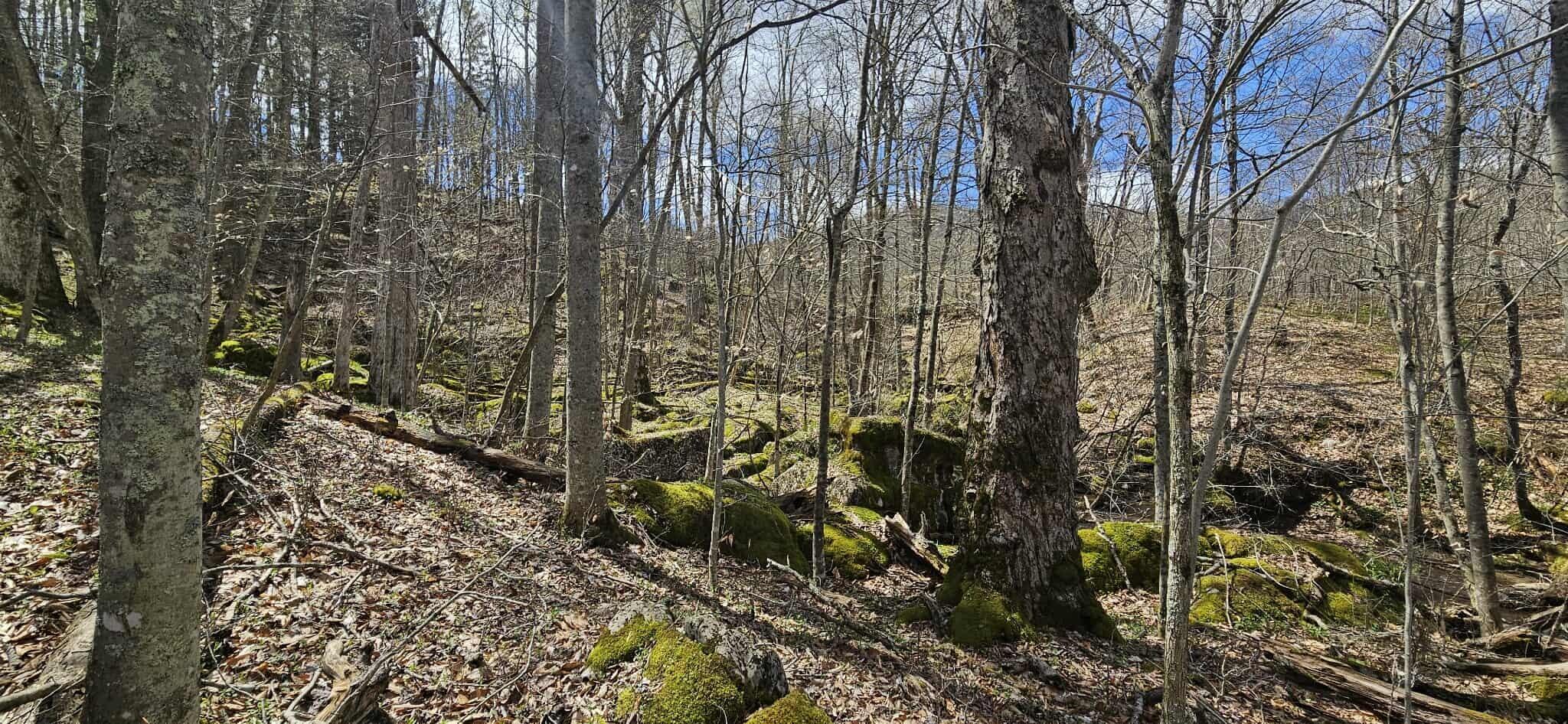 38162 Seneca Trail, Slatyfork, Pennsylvania image 28