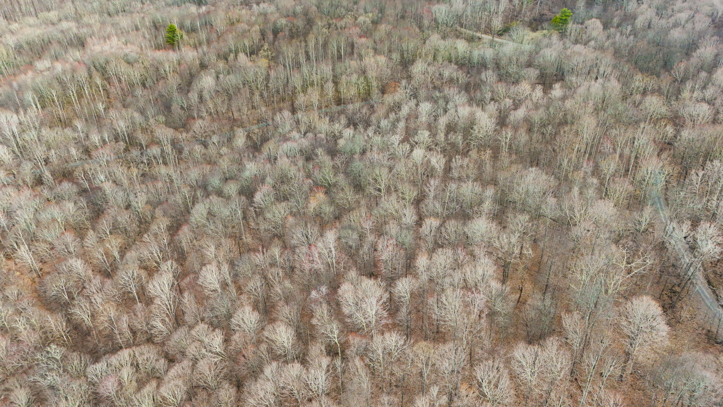 Lot 4 Molly Road, Crawley, West Virginia image 9