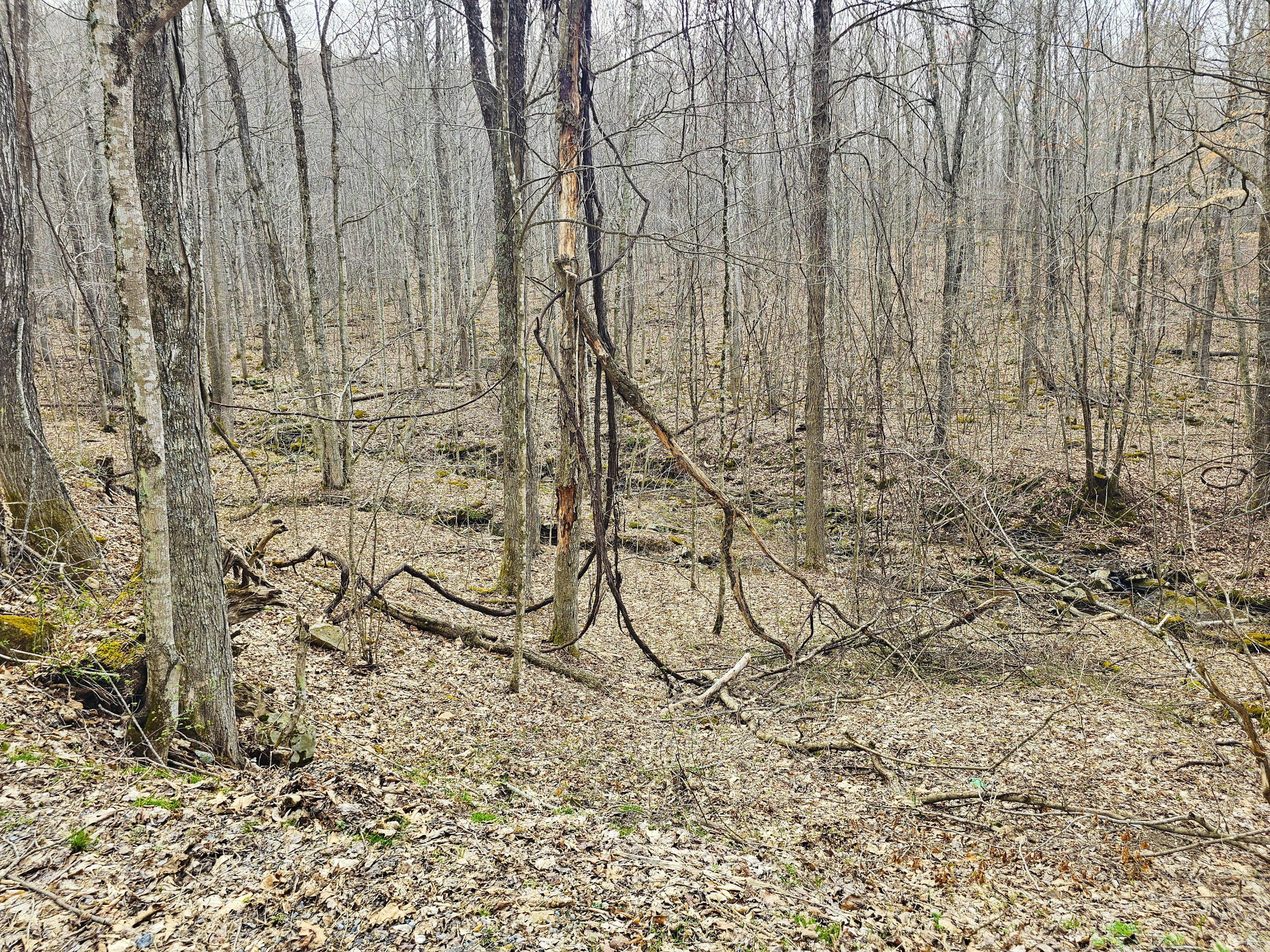 Lot 4 Molly Road, Crawley, West Virginia image 24