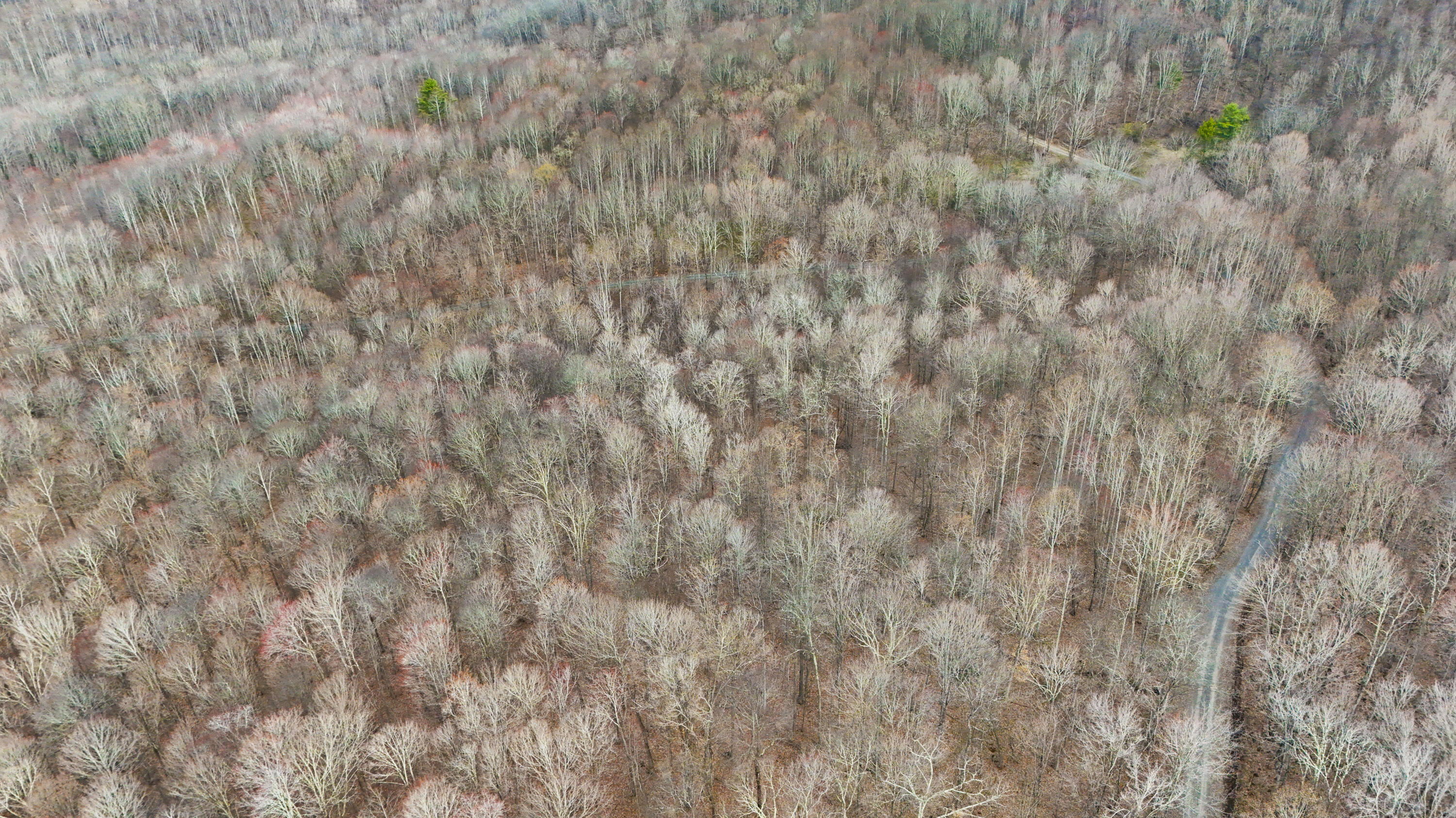 Lot 4 Molly Road, Crawley, West Virginia image 8