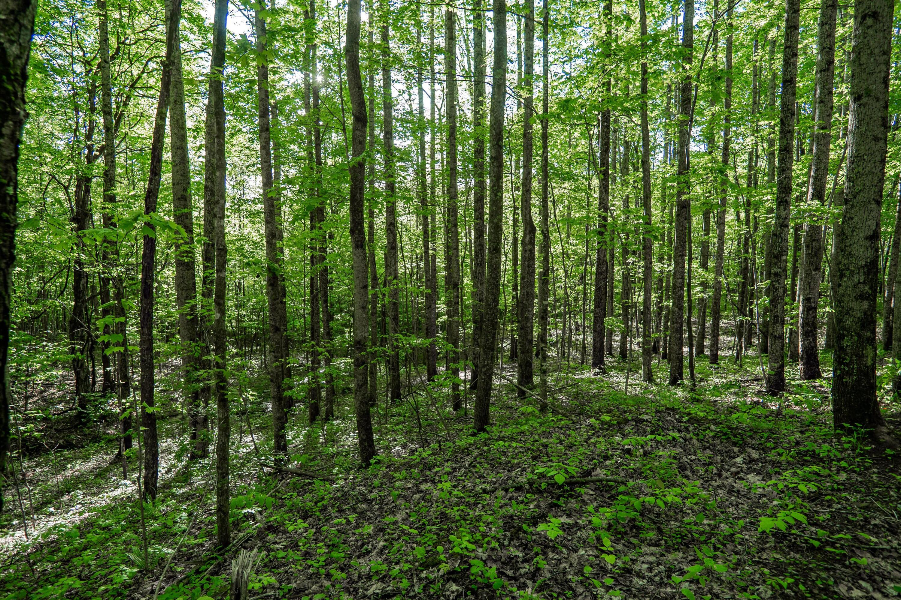 Molly Road, Crawley, West Virginia image 2