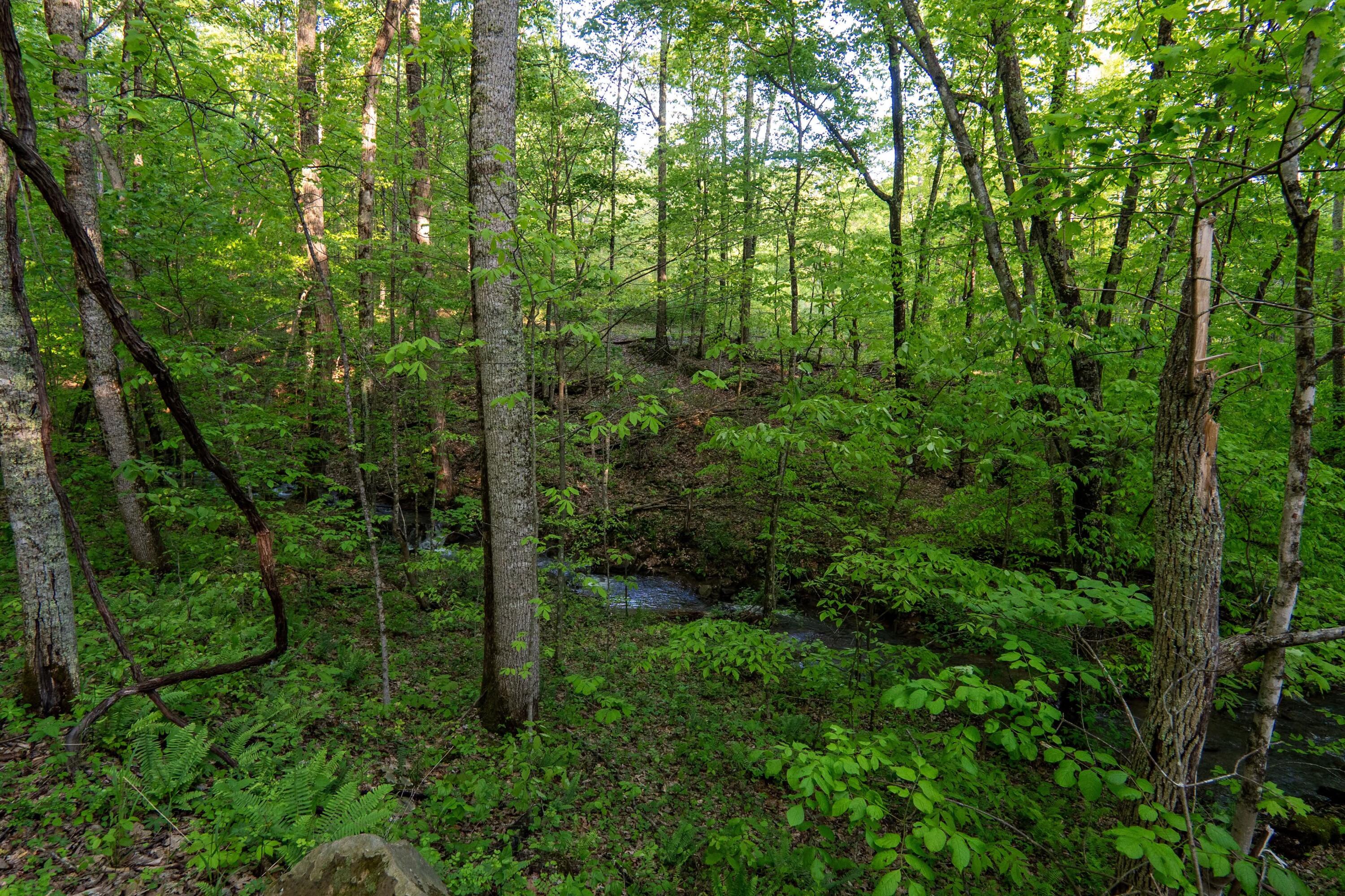 Molly Road, Crawley, West Virginia image 1