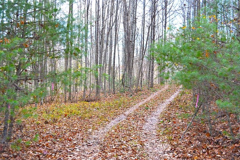 Vacant Land For Sale - 390 Joyful Way<br/> Jumping Branch, WV 25969