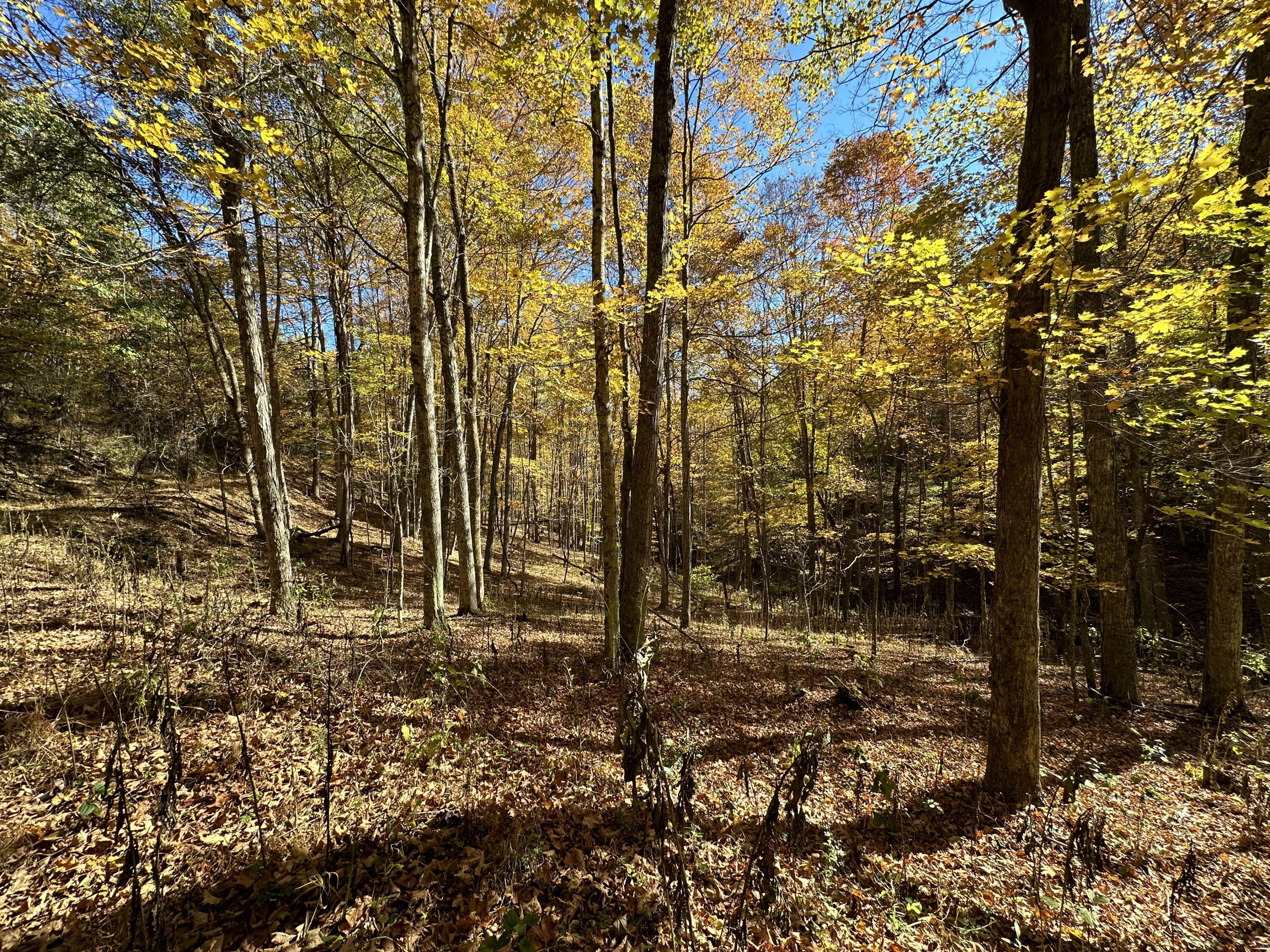 Raders Valley Road, Williamsburg, West Virginia image 40