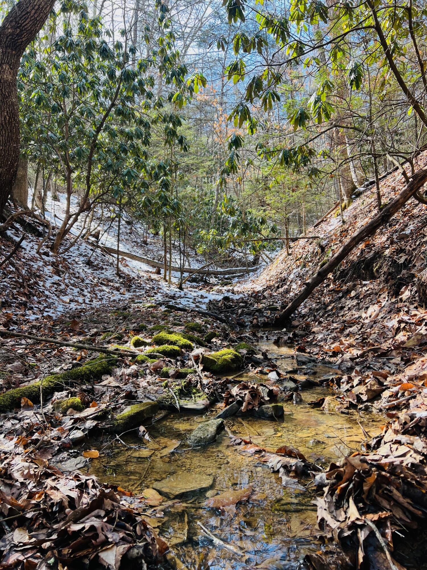 Edray Rd, Cass, West Virginia image 14