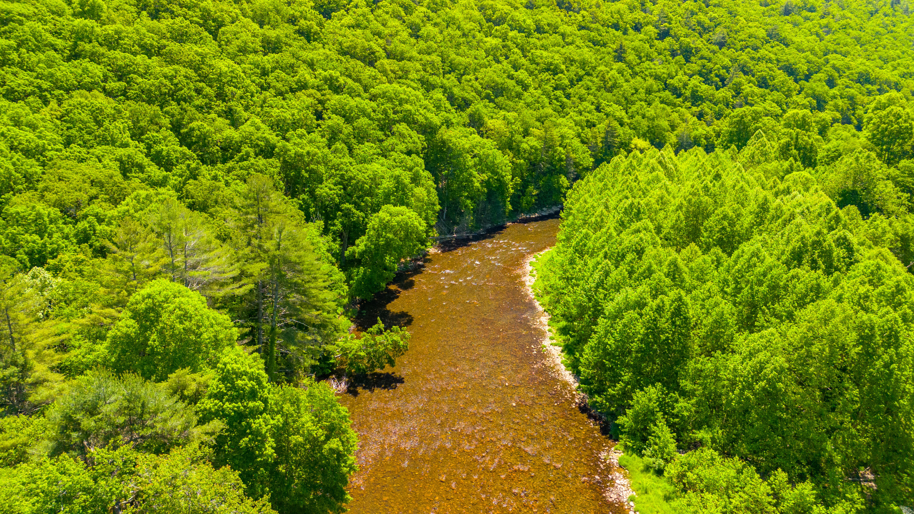 Edray Rd, Cass, West Virginia image 6